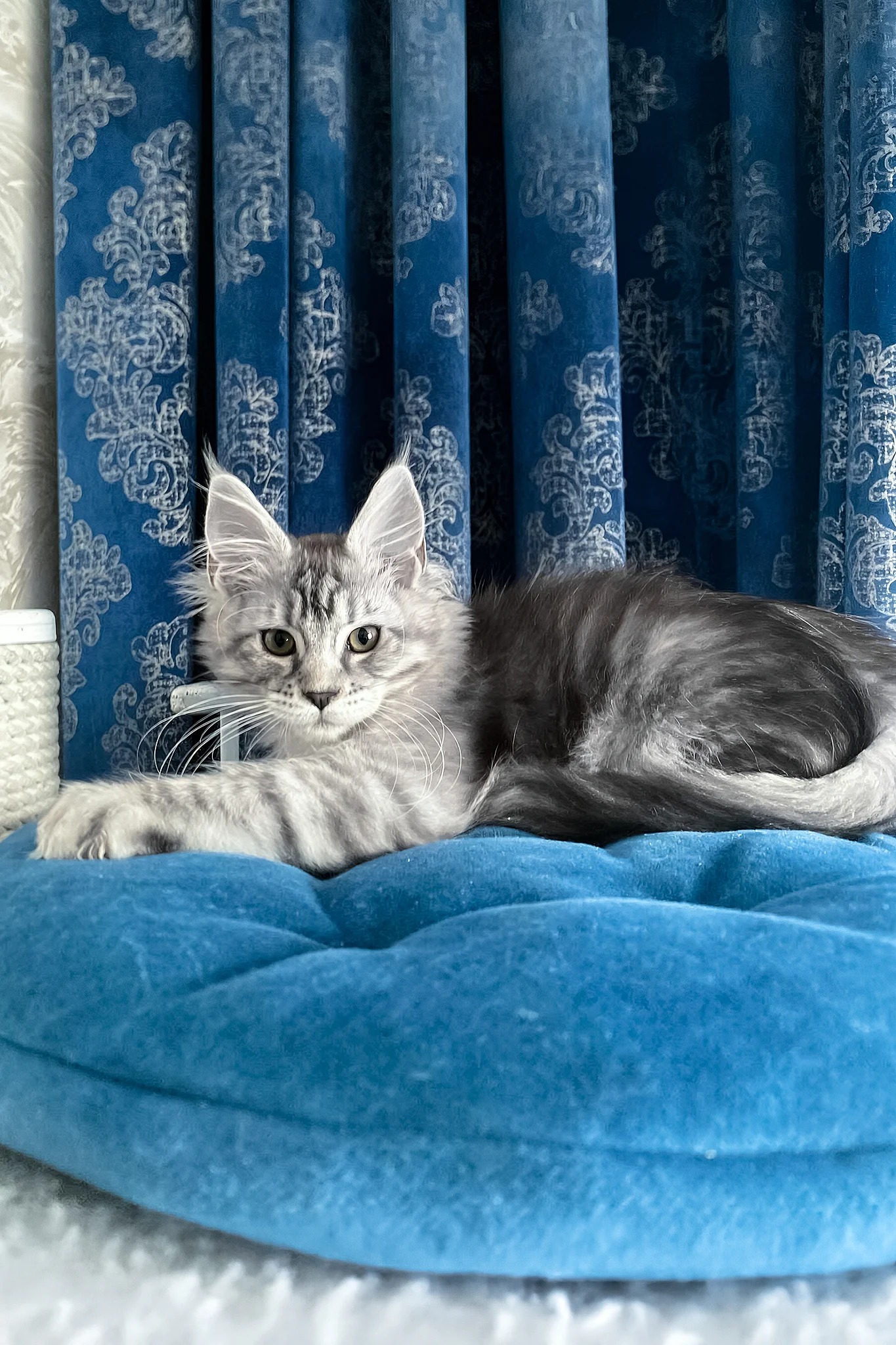 Memphis | Maine Coon Kitten - Image 5