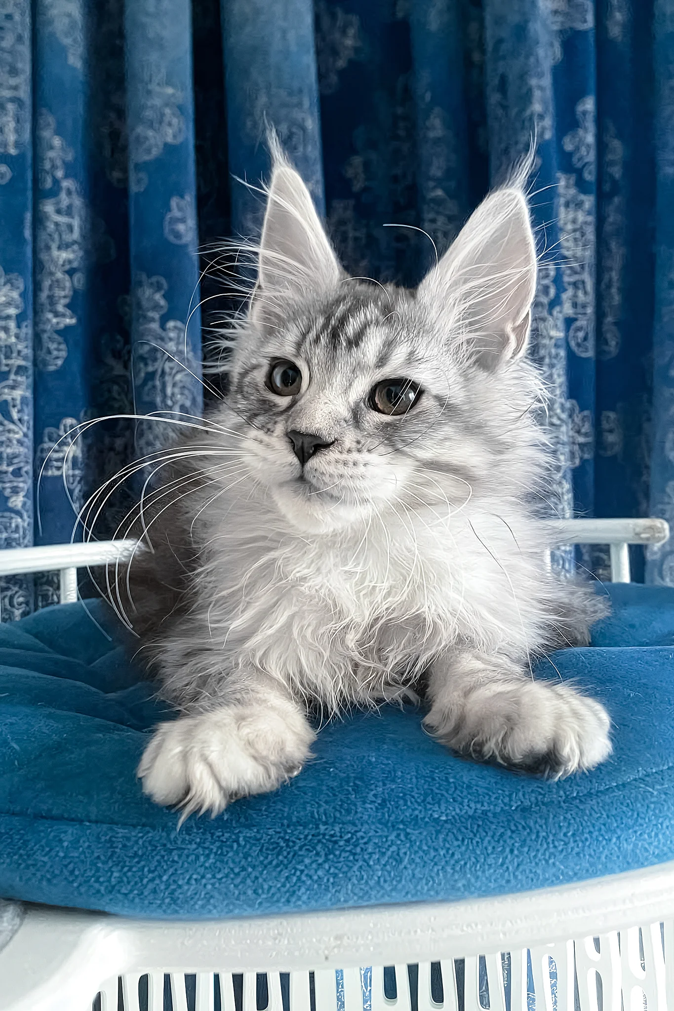 Memphis | Maine Coon Kitten - Image 8