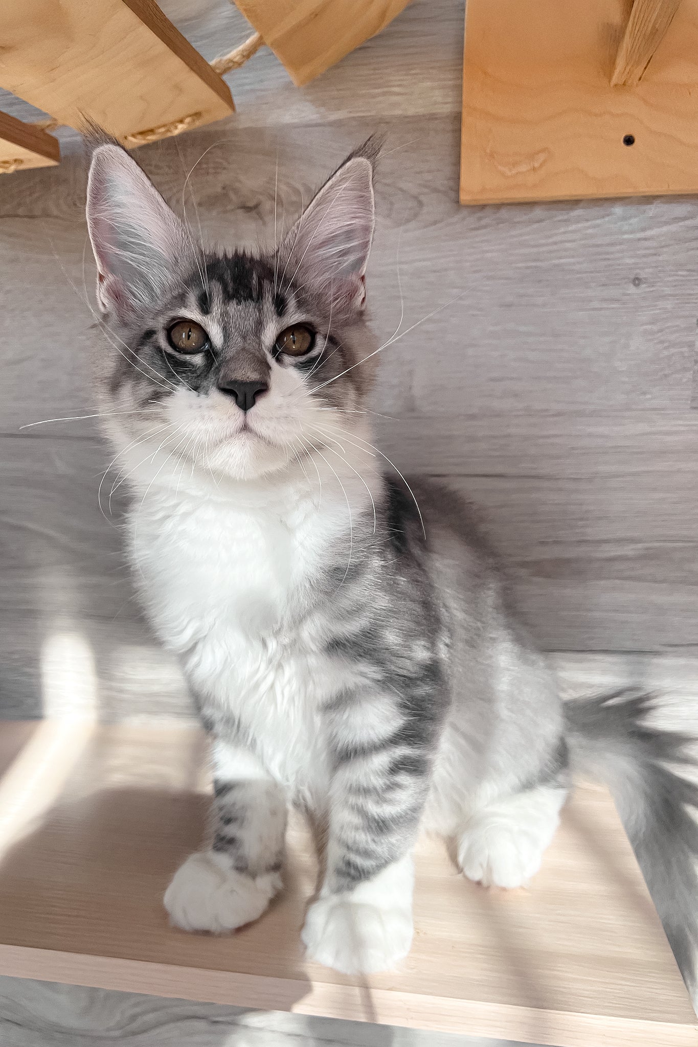 Mercury | Maine Coon Kitten - Image 7