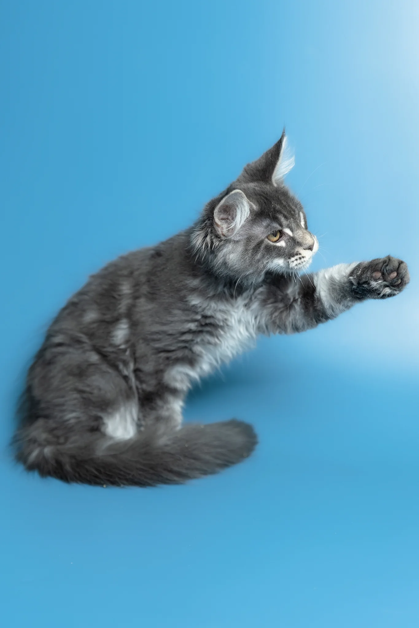 Michael | Maine Coon Kitten - Image 14