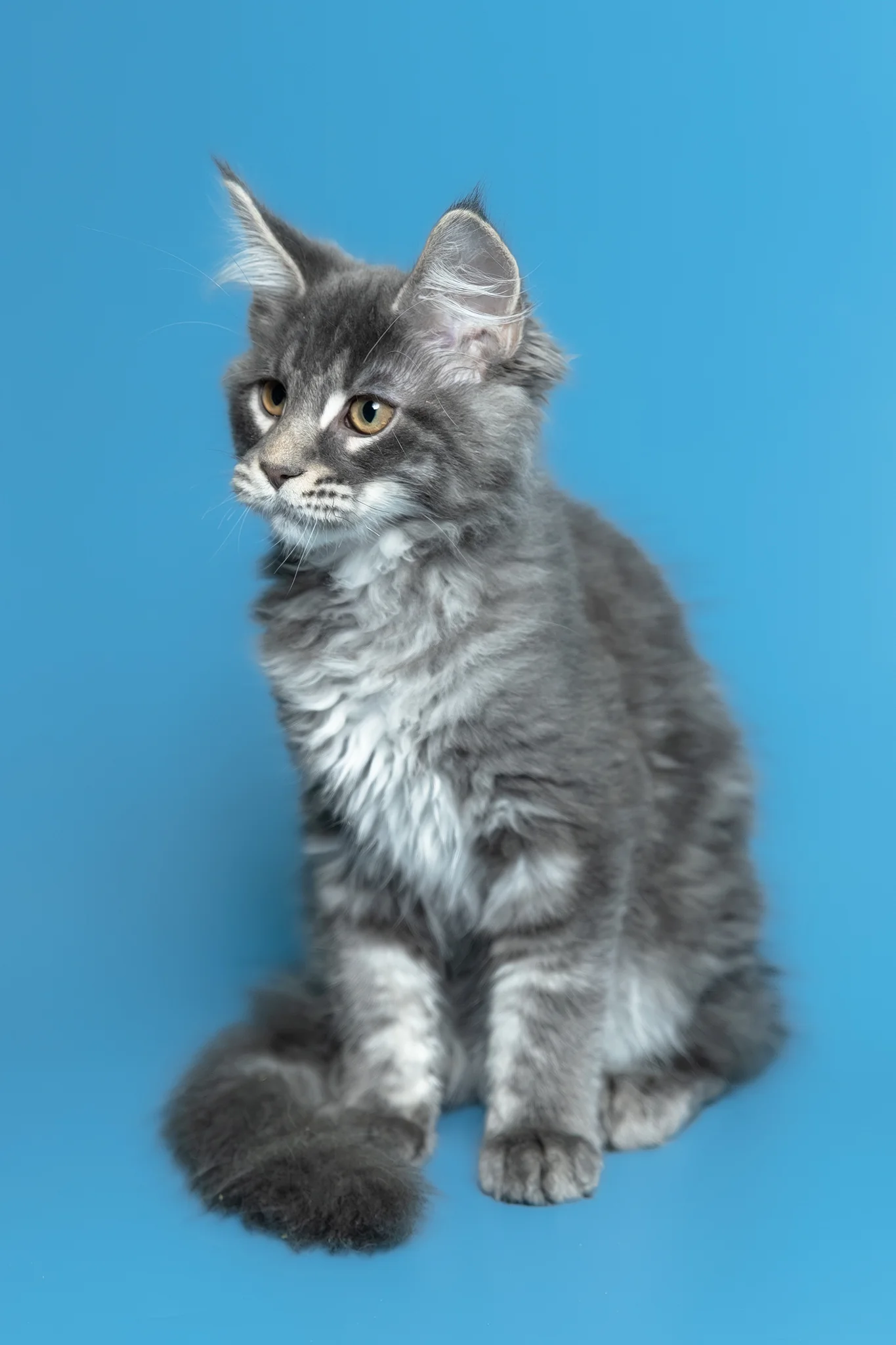Michael | Maine Coon Kitten - Image 23