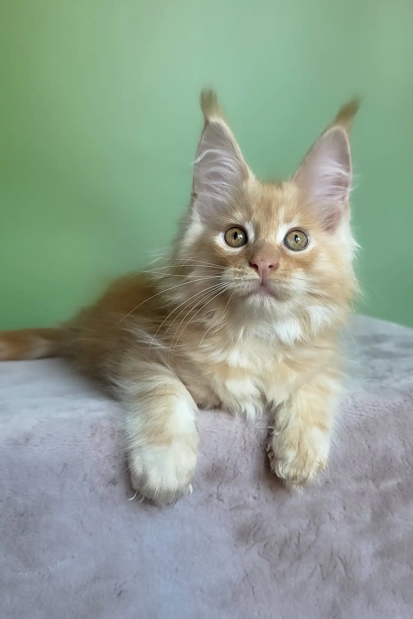 Mike | Maine Coon Kitten - Image 3