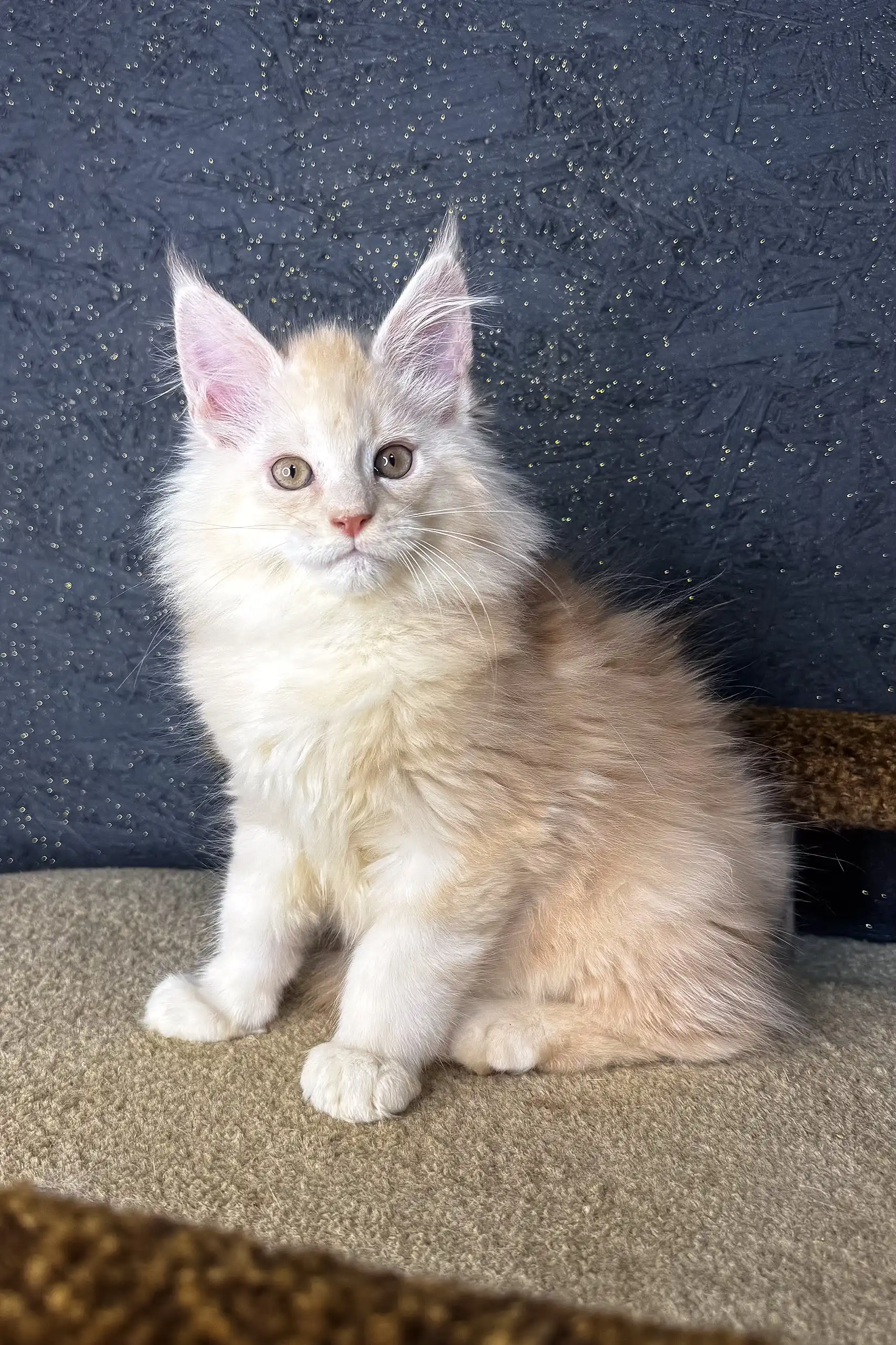 Million | Maine Coon Kitten - Image 5
