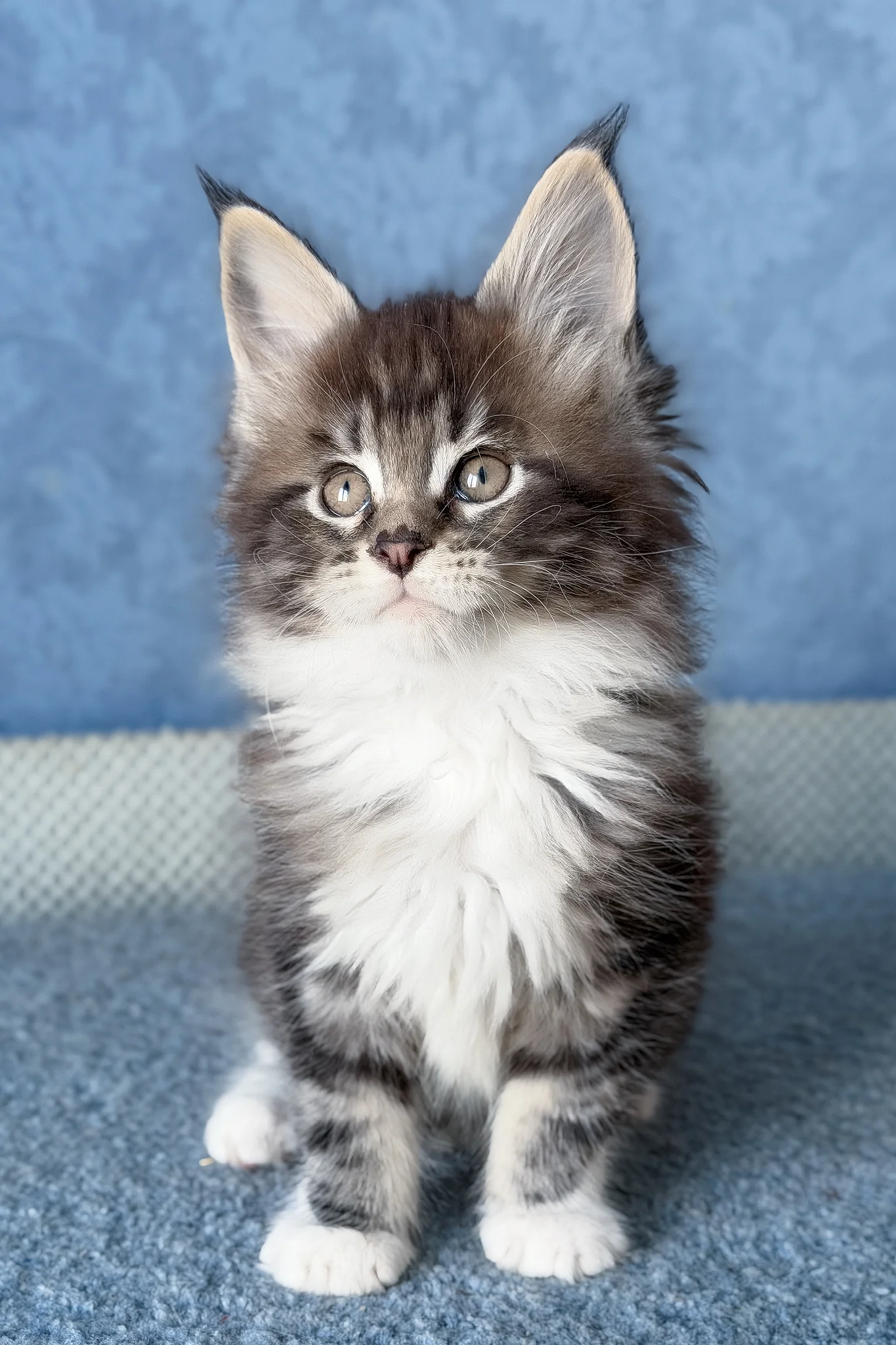 Muffin | Maine Coon Kitten - Image 5