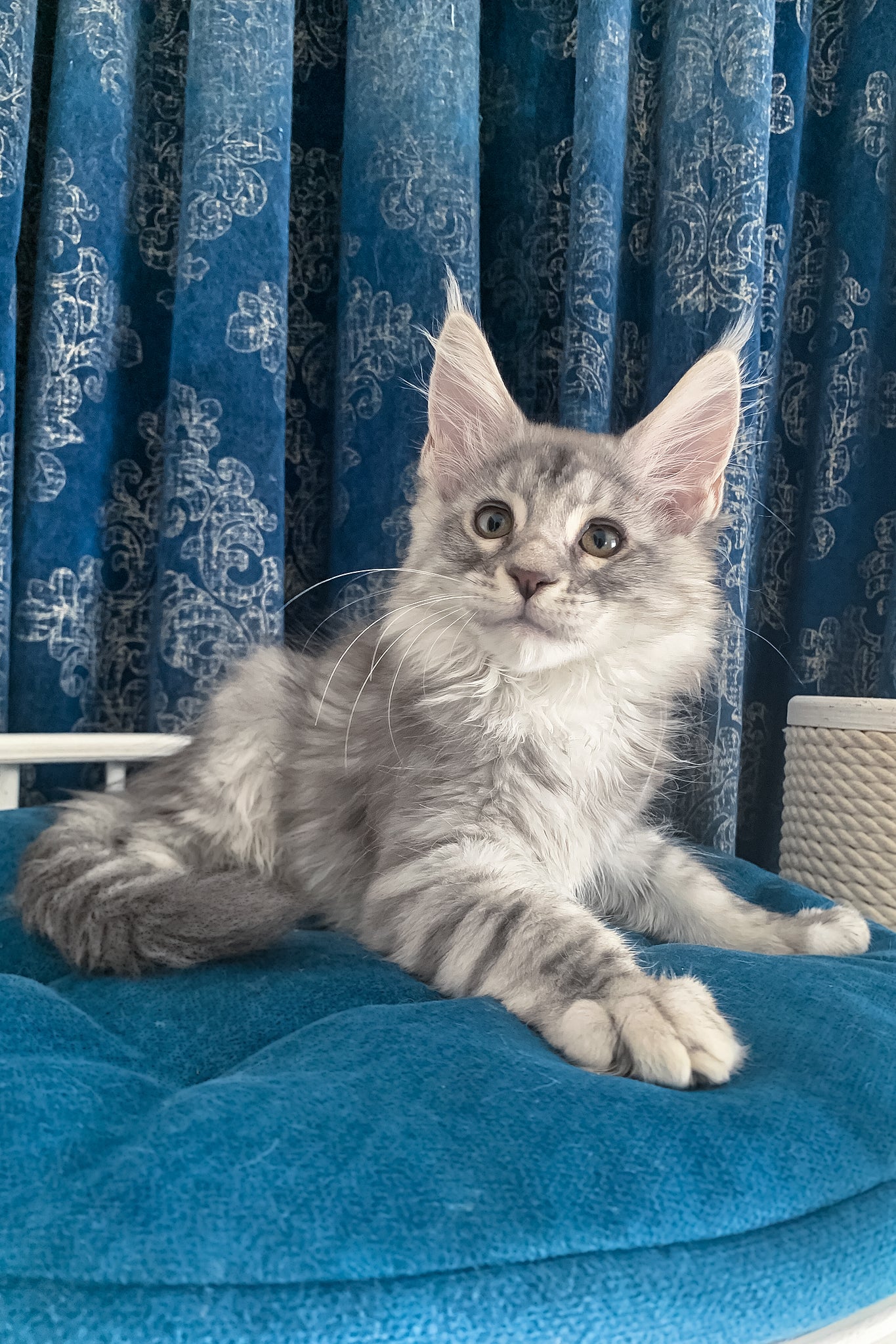 Muscat | Maine Coon Kitten - Image 7