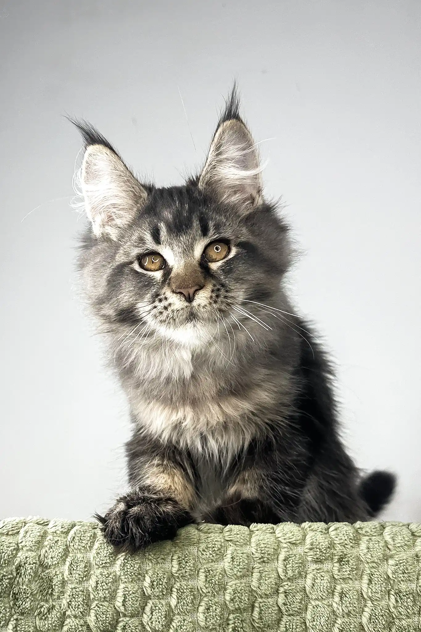 Mustang | Maine Coon Kitten - Image 2