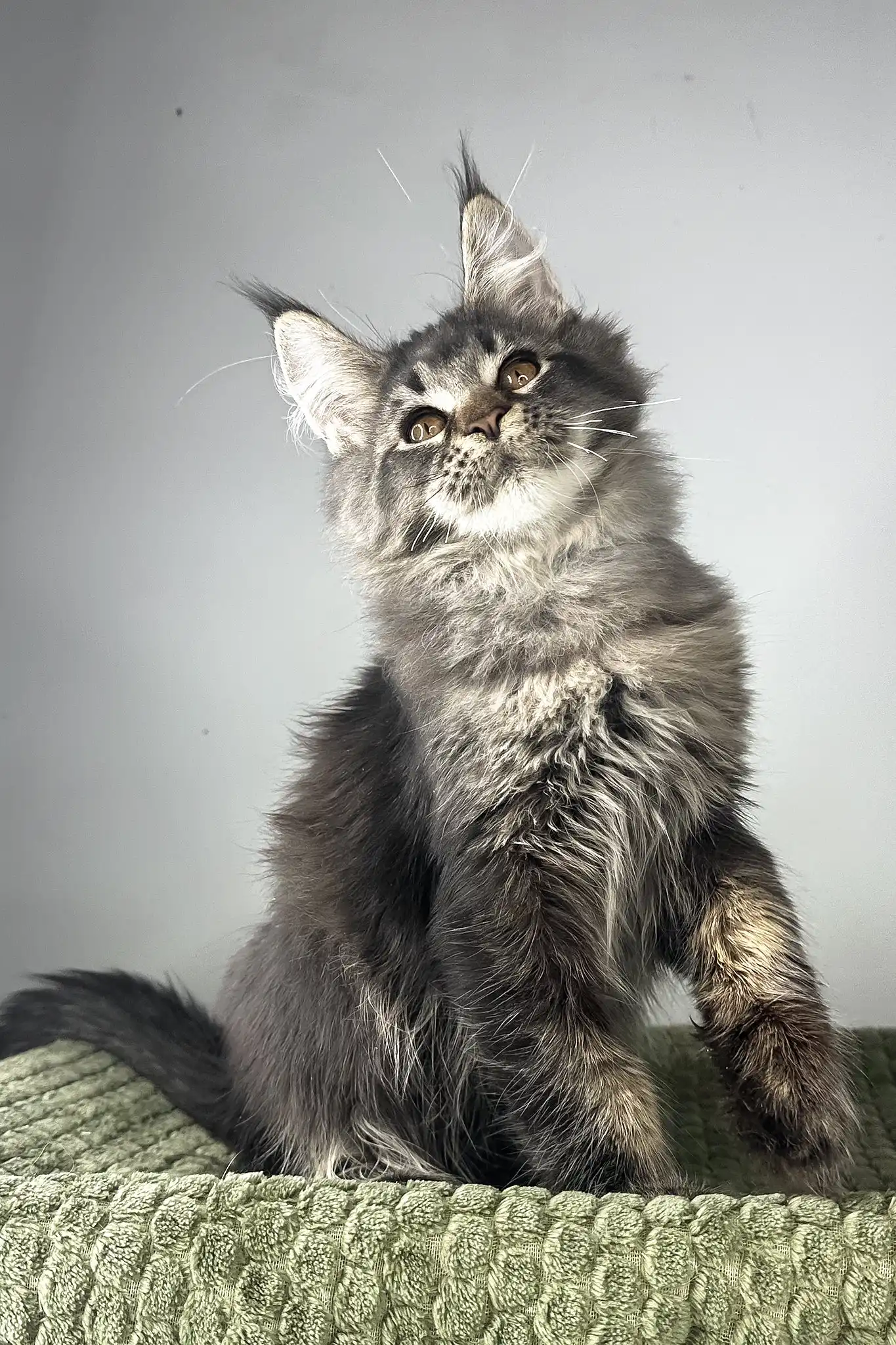 Mustang | Maine Coon Kitten - Image 6