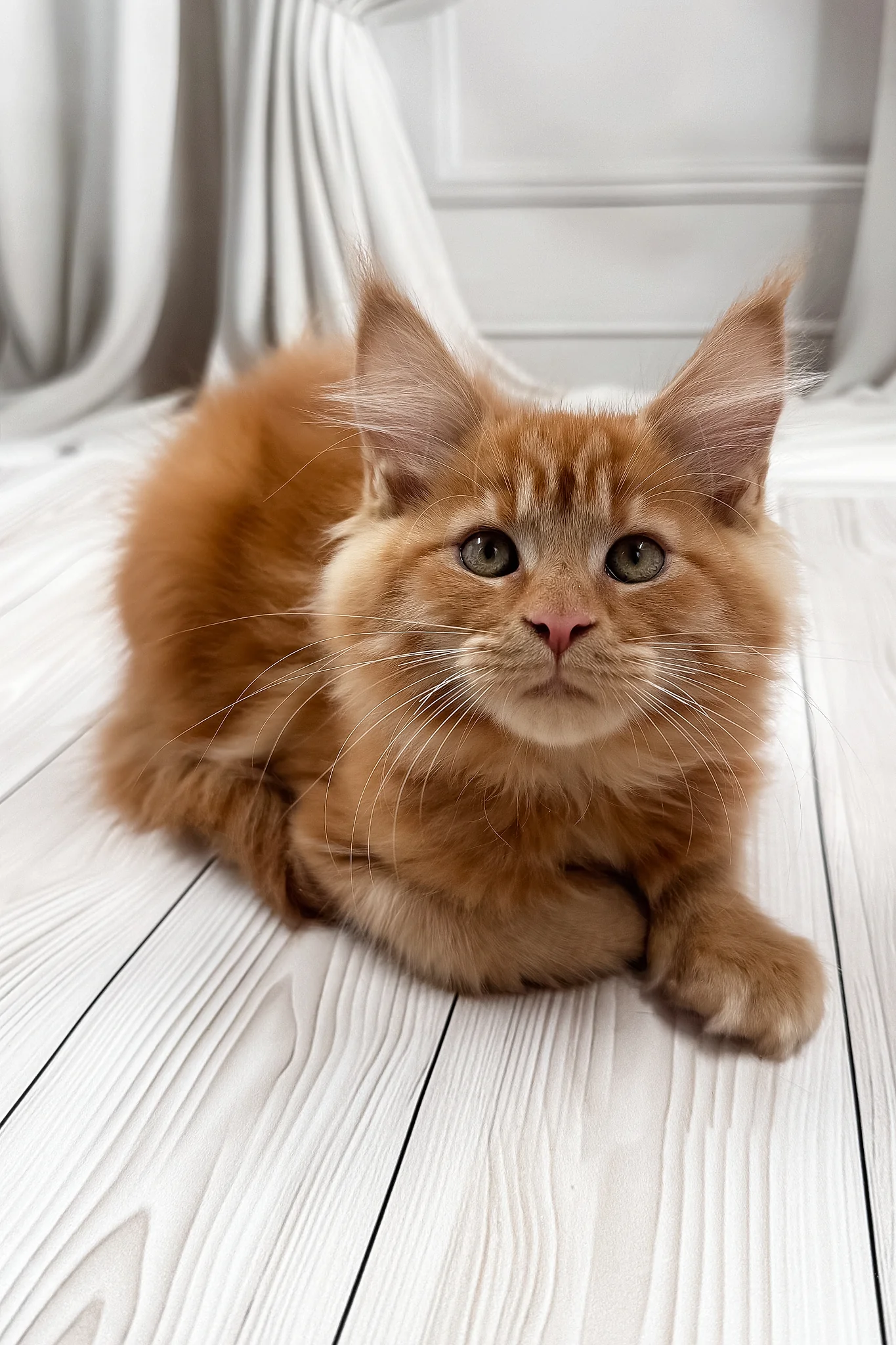 Narsi | Maine Coon Kitten - Image 2