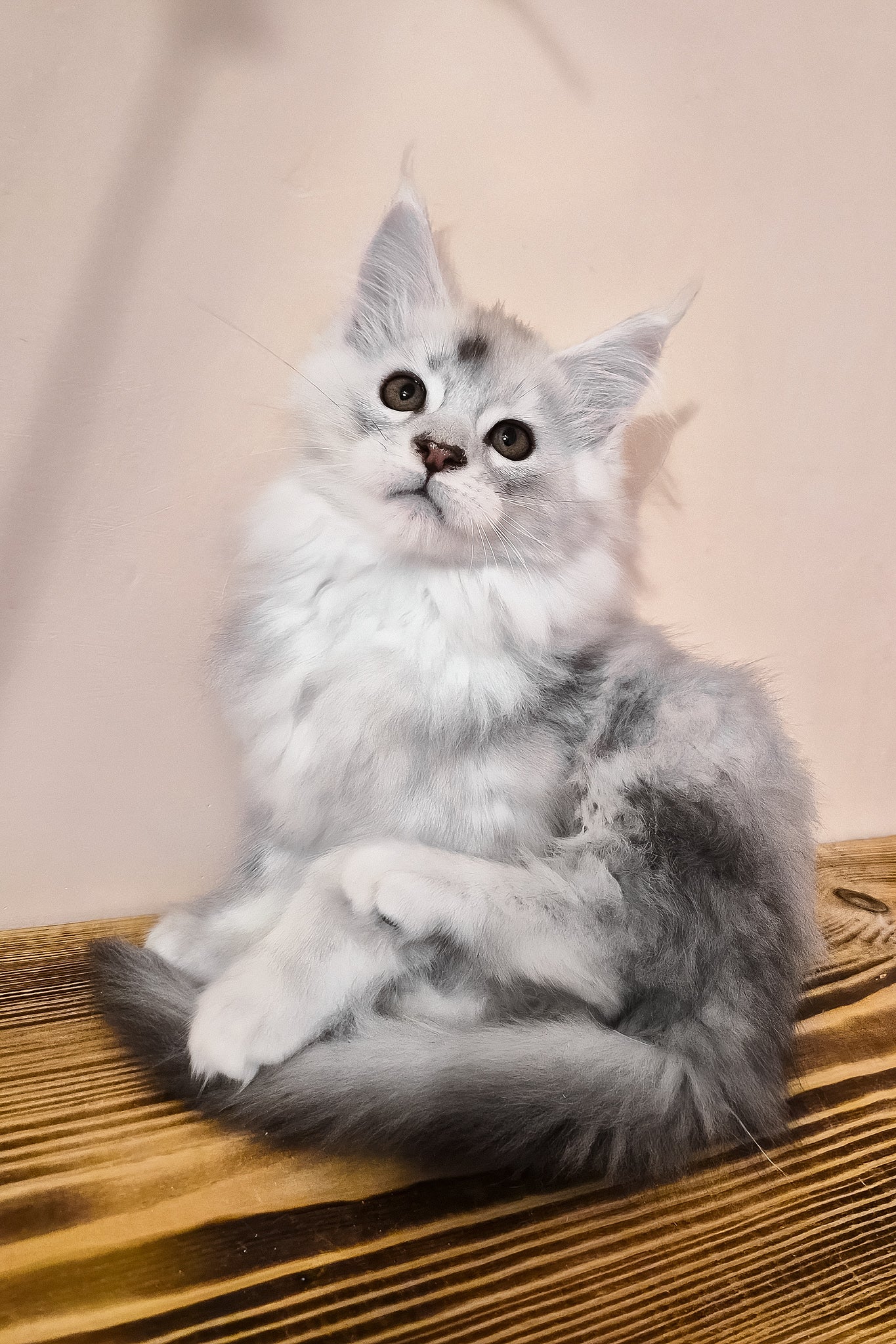 Nelson | Maine Coon Kitten - Image 2