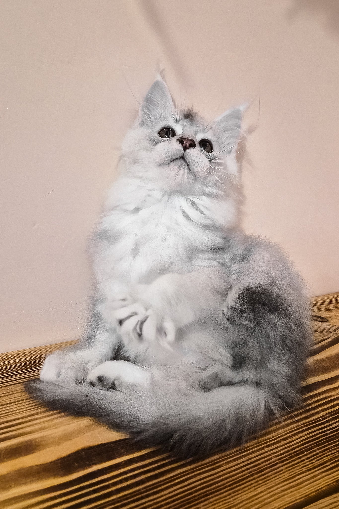 Nelson | Maine Coon Kitten - Image 5