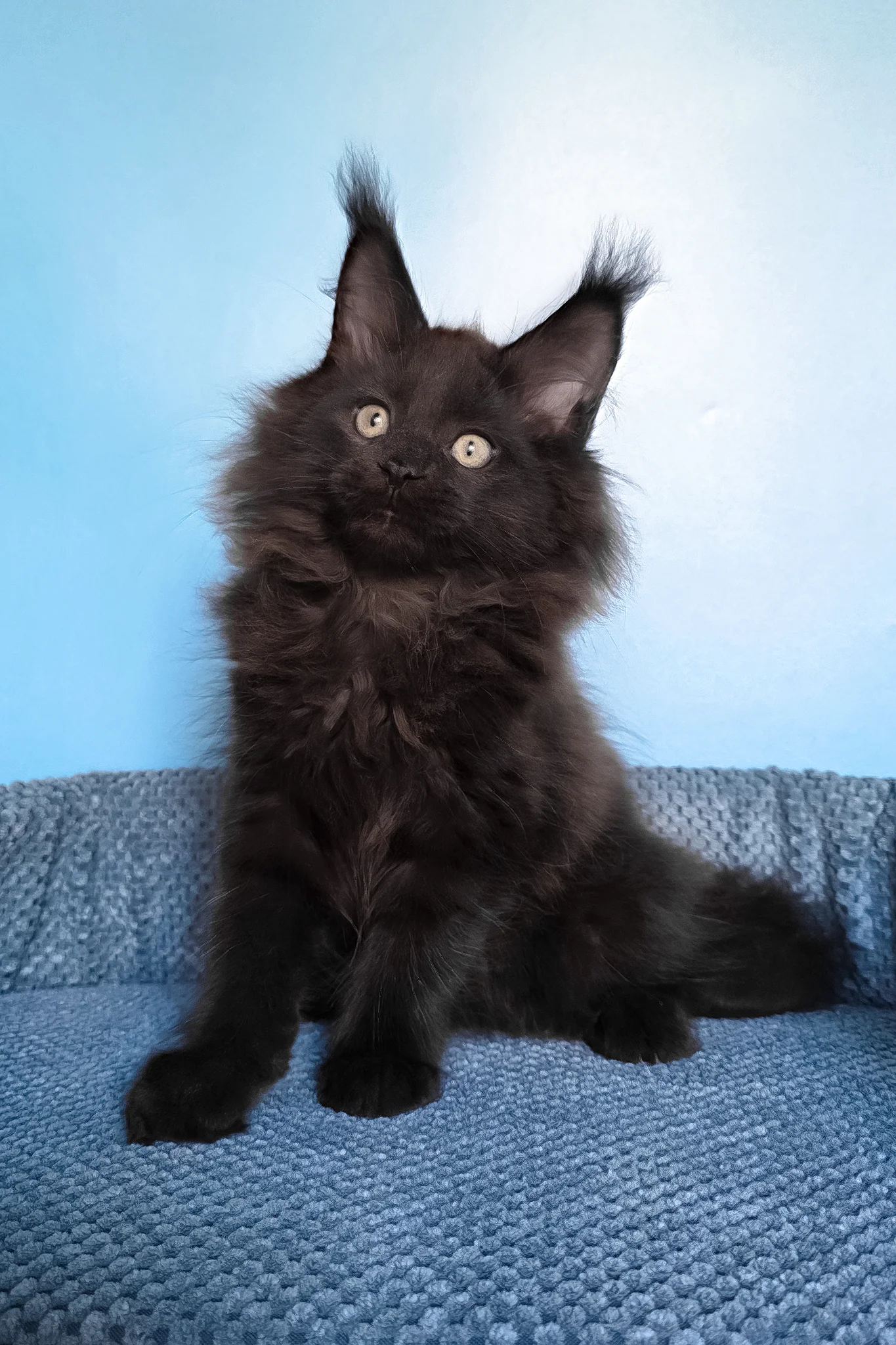 Nestor | Maine Coon Kitten - Image 7