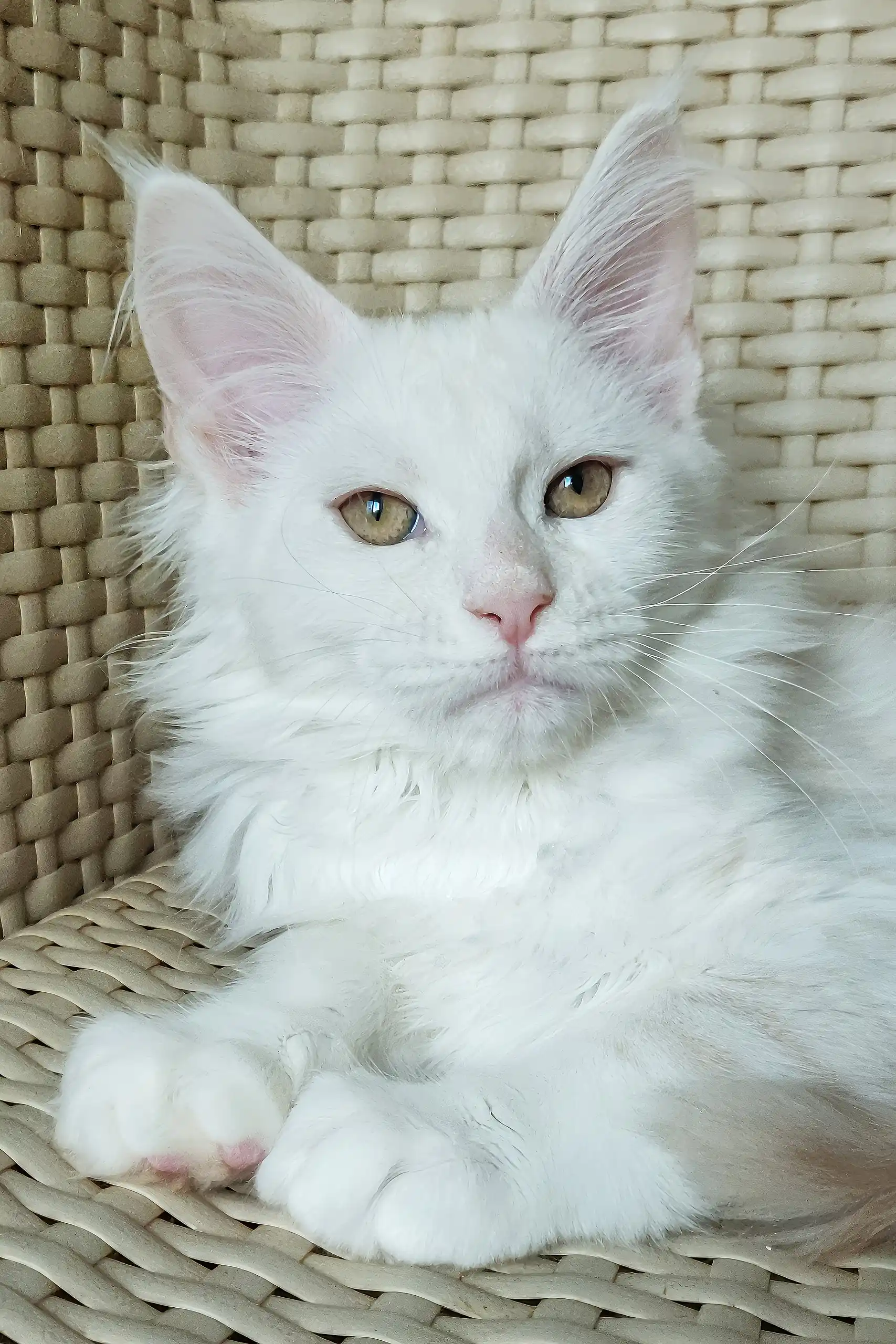 Nice | Maine Coon Kitten - Image 7