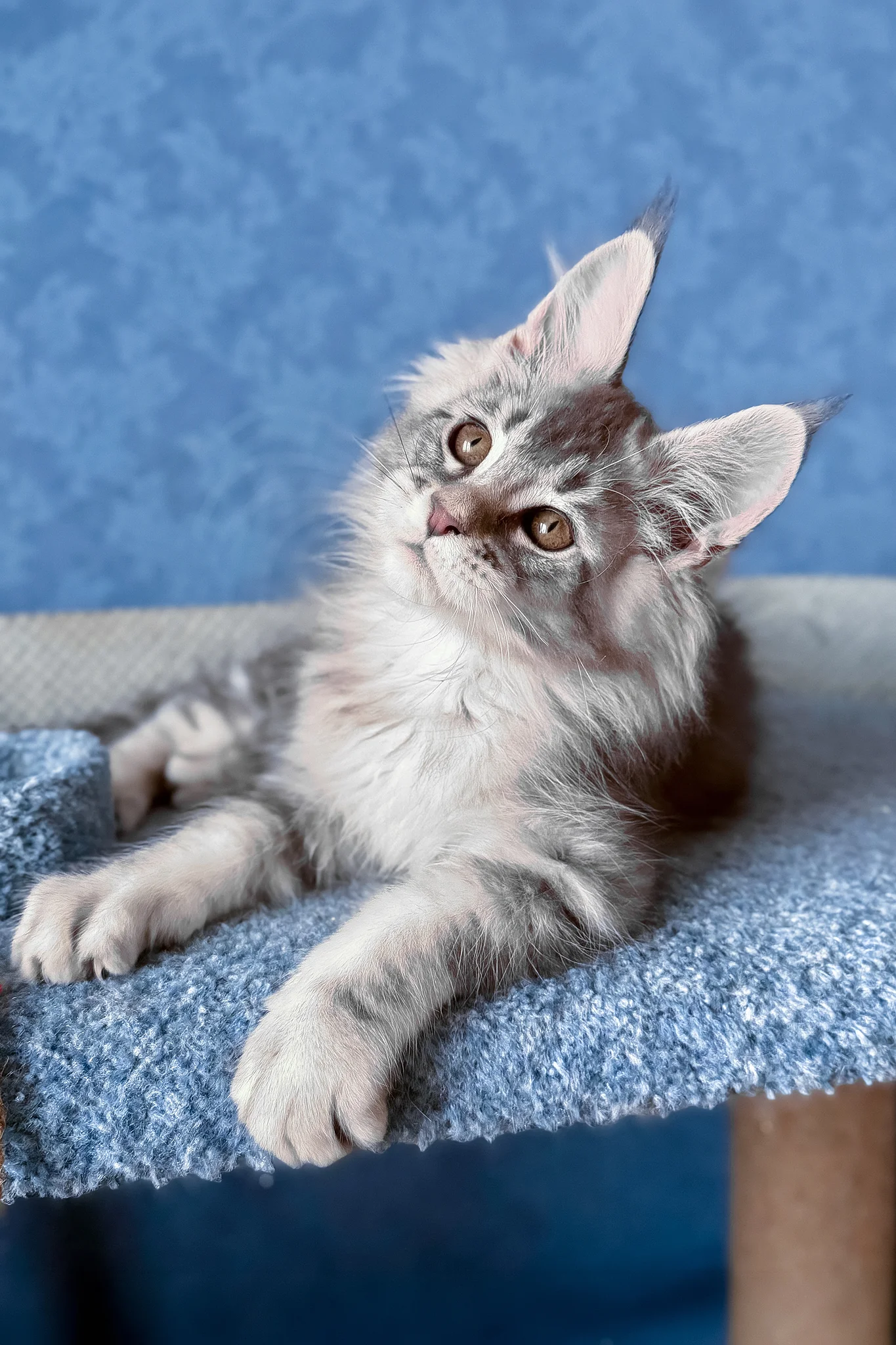 Nicolas | Maine Coon Kitten - Image 3