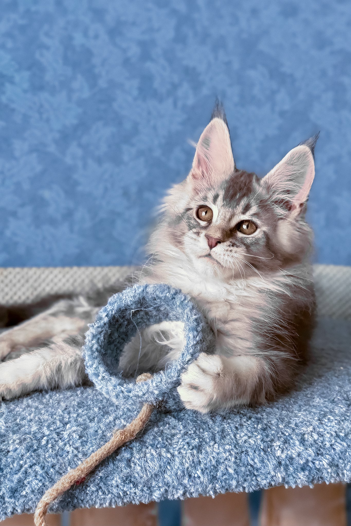 Nicolas | Maine Coon Kitten - Image 5