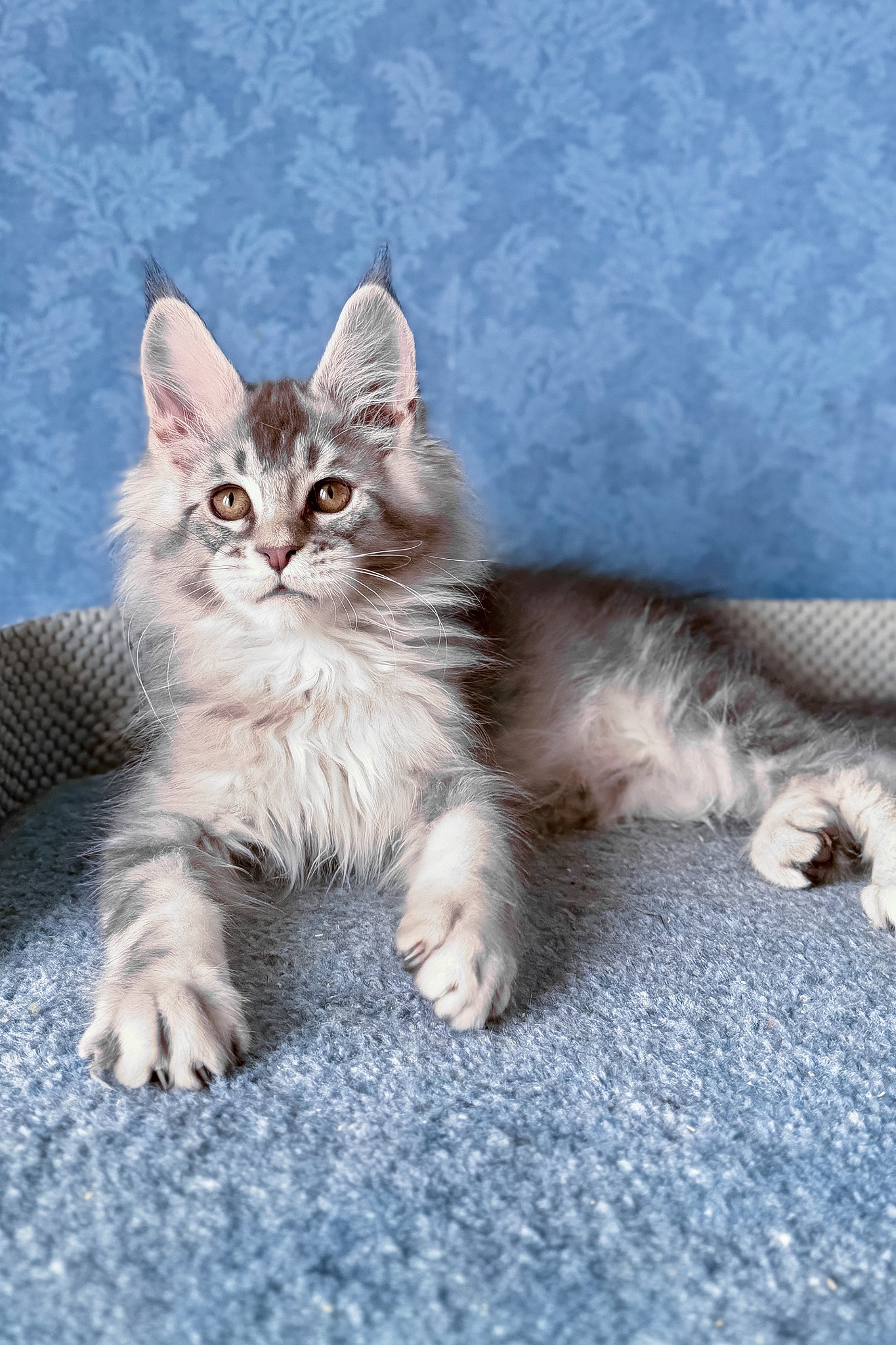 Nicolas | Maine Coon Kitten - Image 9