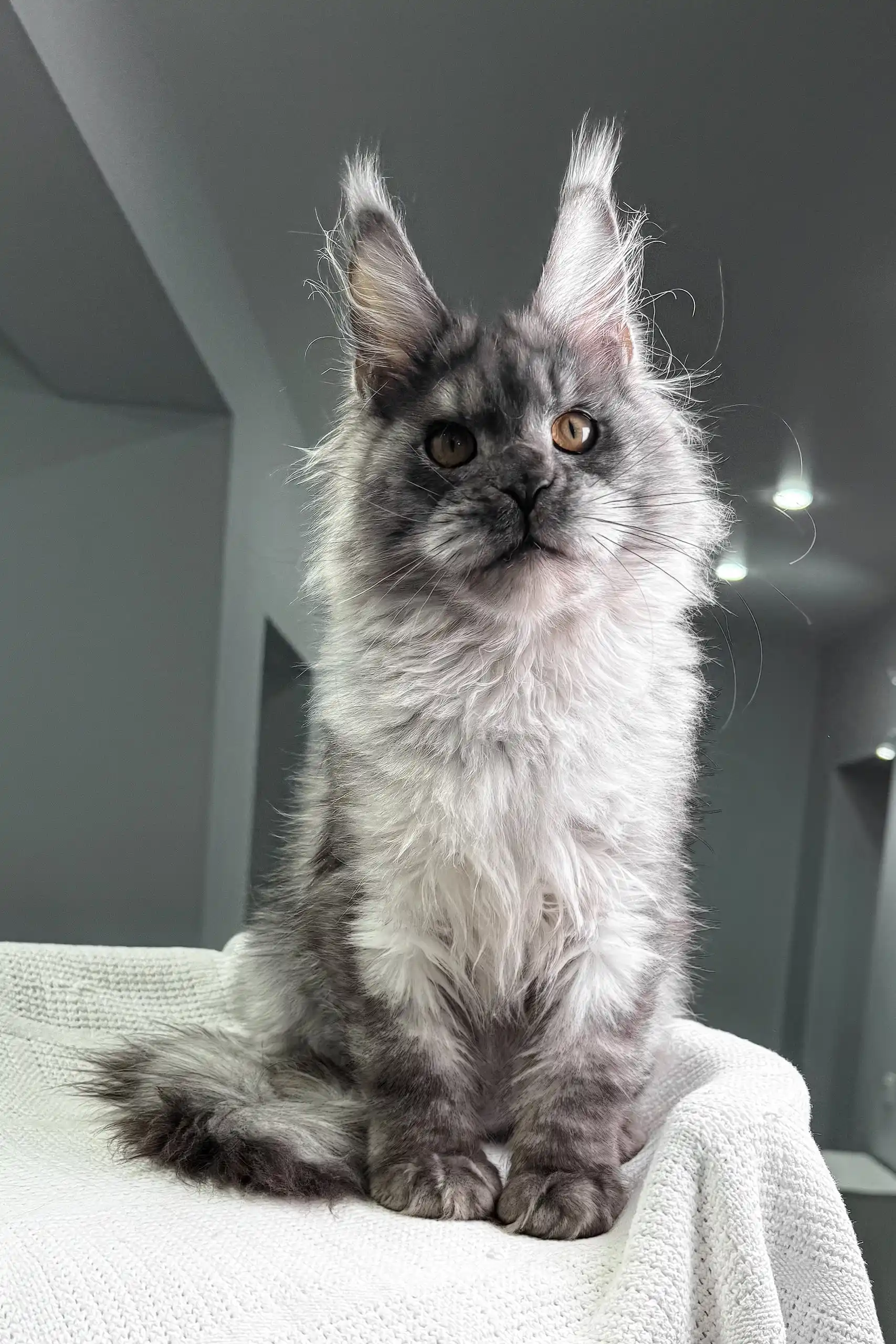 Night | Maine Coon Kitten - Image 2