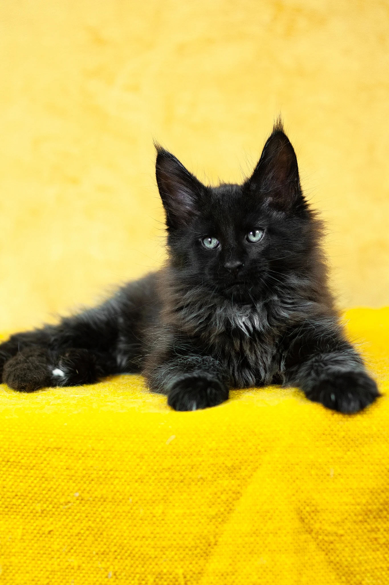 Night | Maine Coon Kitten - Image 3