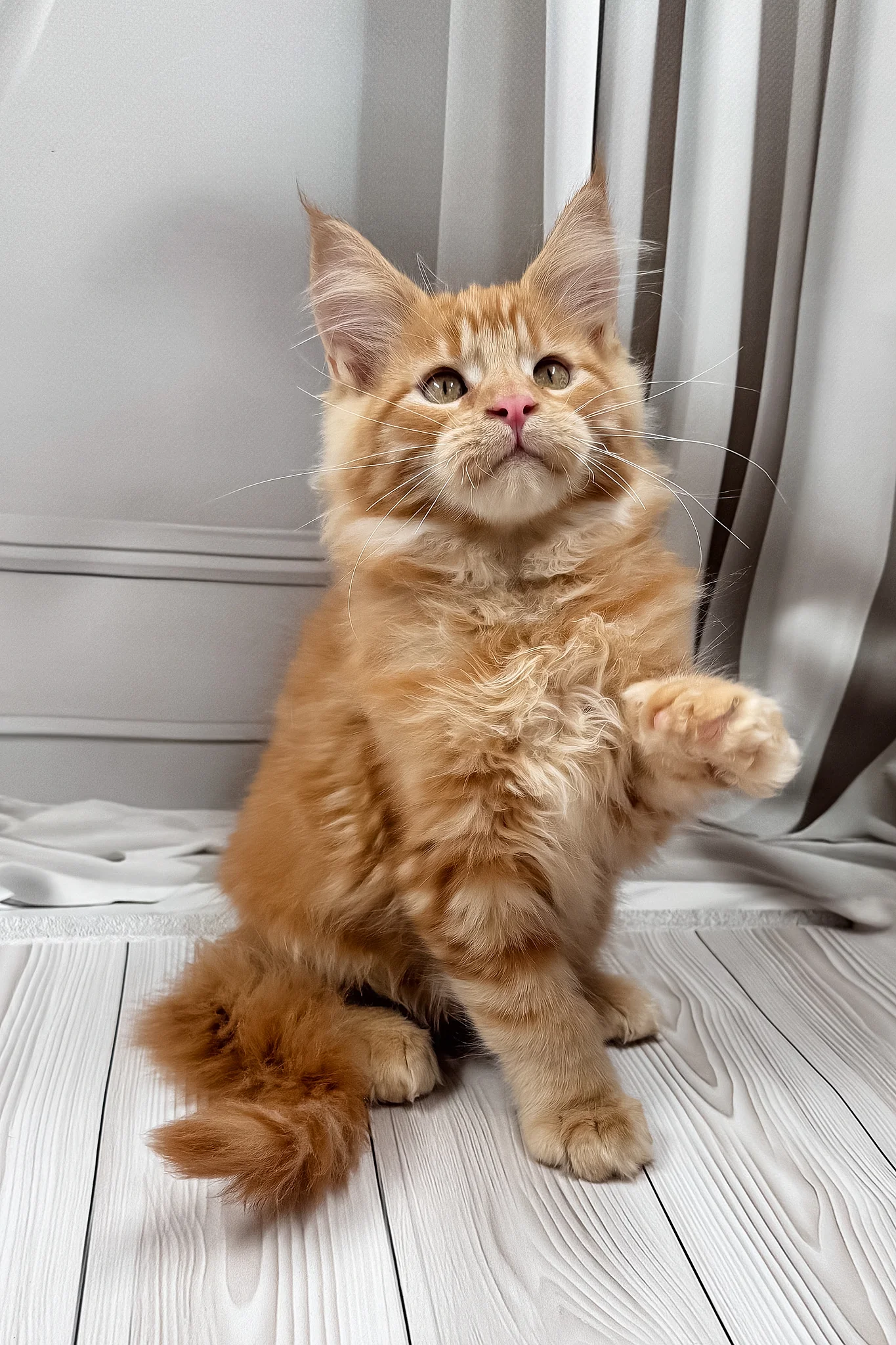 Nikita | Maine Coon Kitten - Image 10