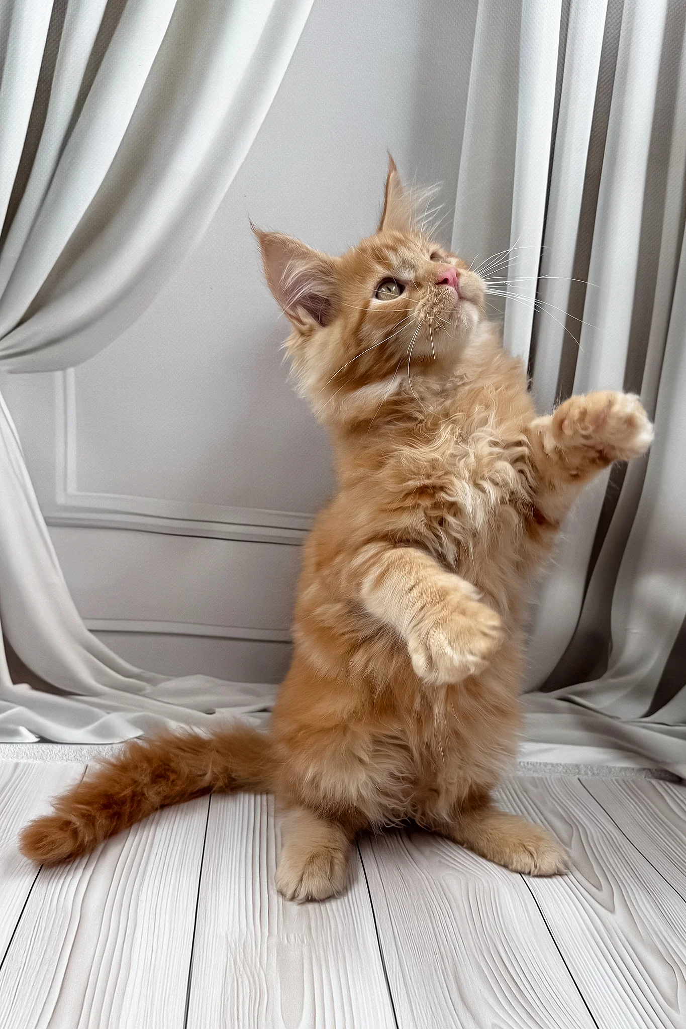 Nikita | Maine Coon Kitten - Image 11