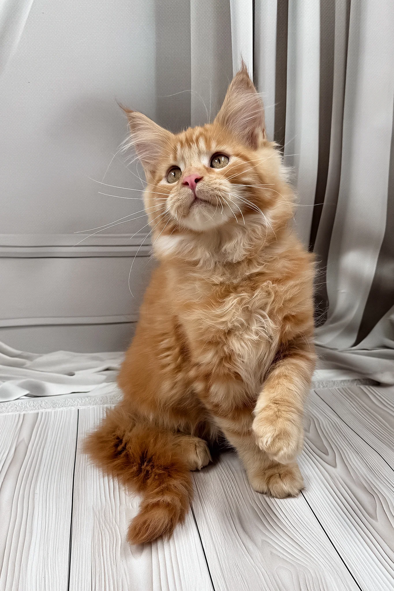 Nikita | Maine Coon Kitten - Image 3