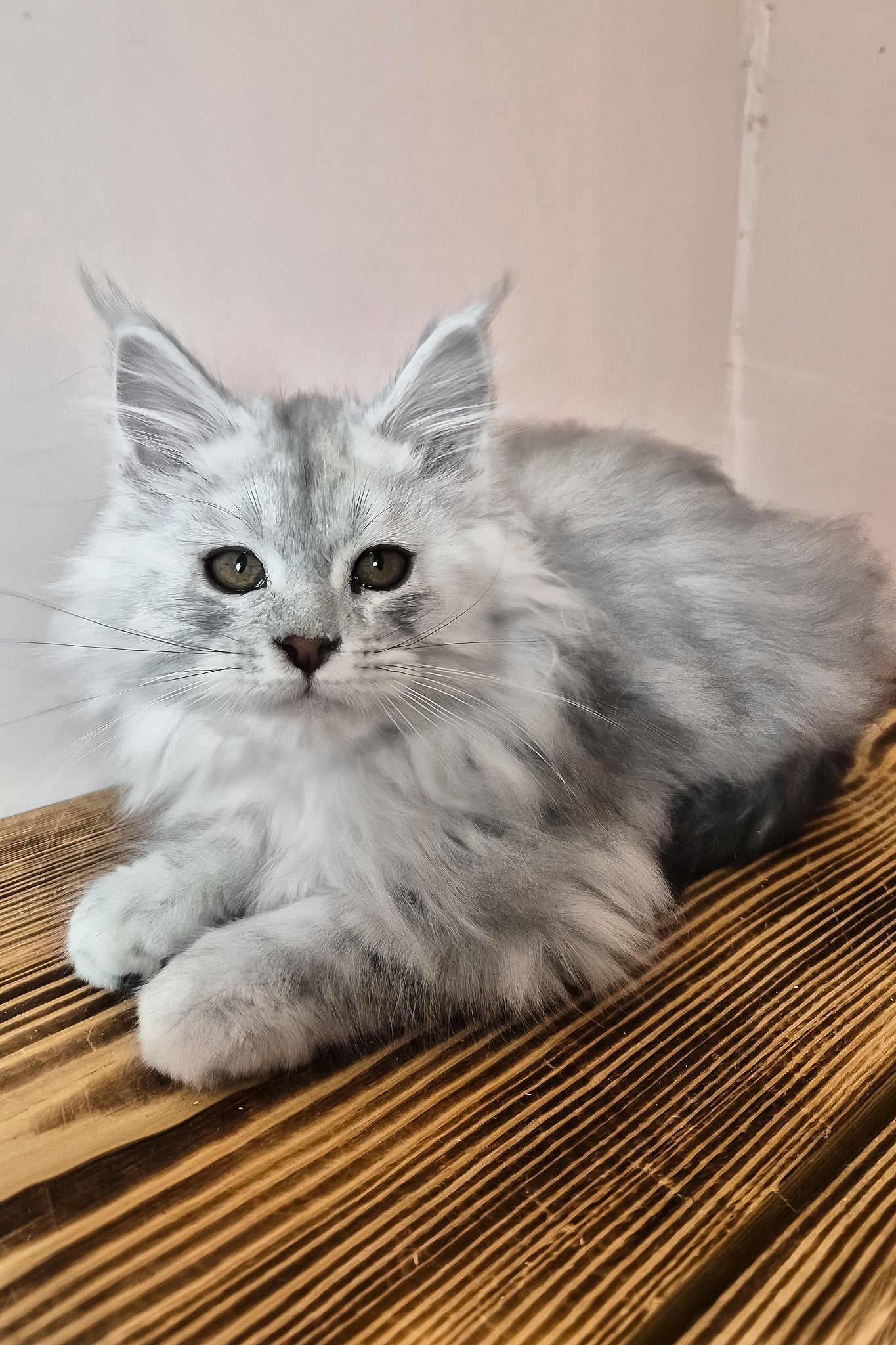 Noel | Maine Coon Kitten - Image 2