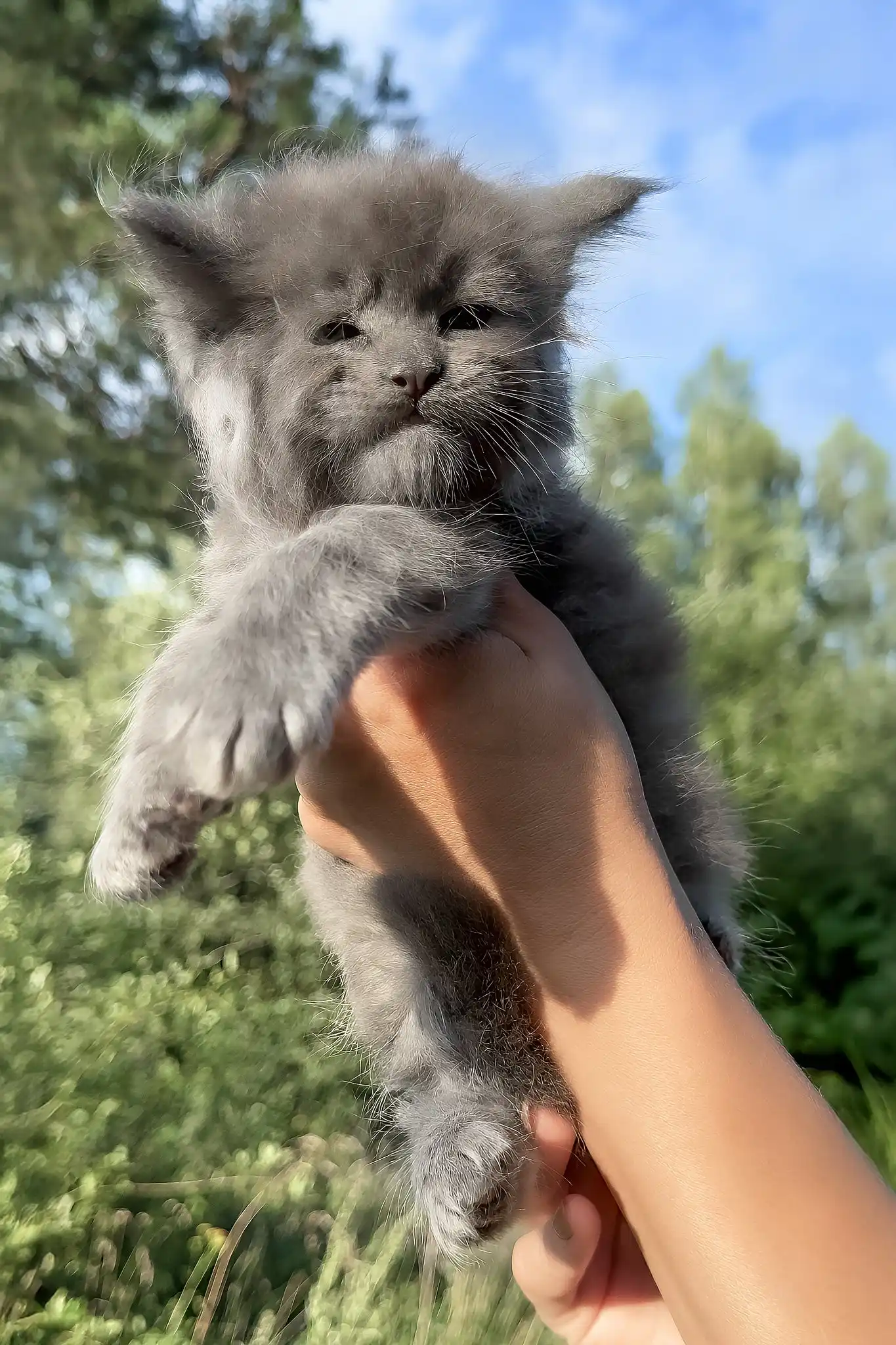 Nolan | Maine Coon Kitten - Image 6