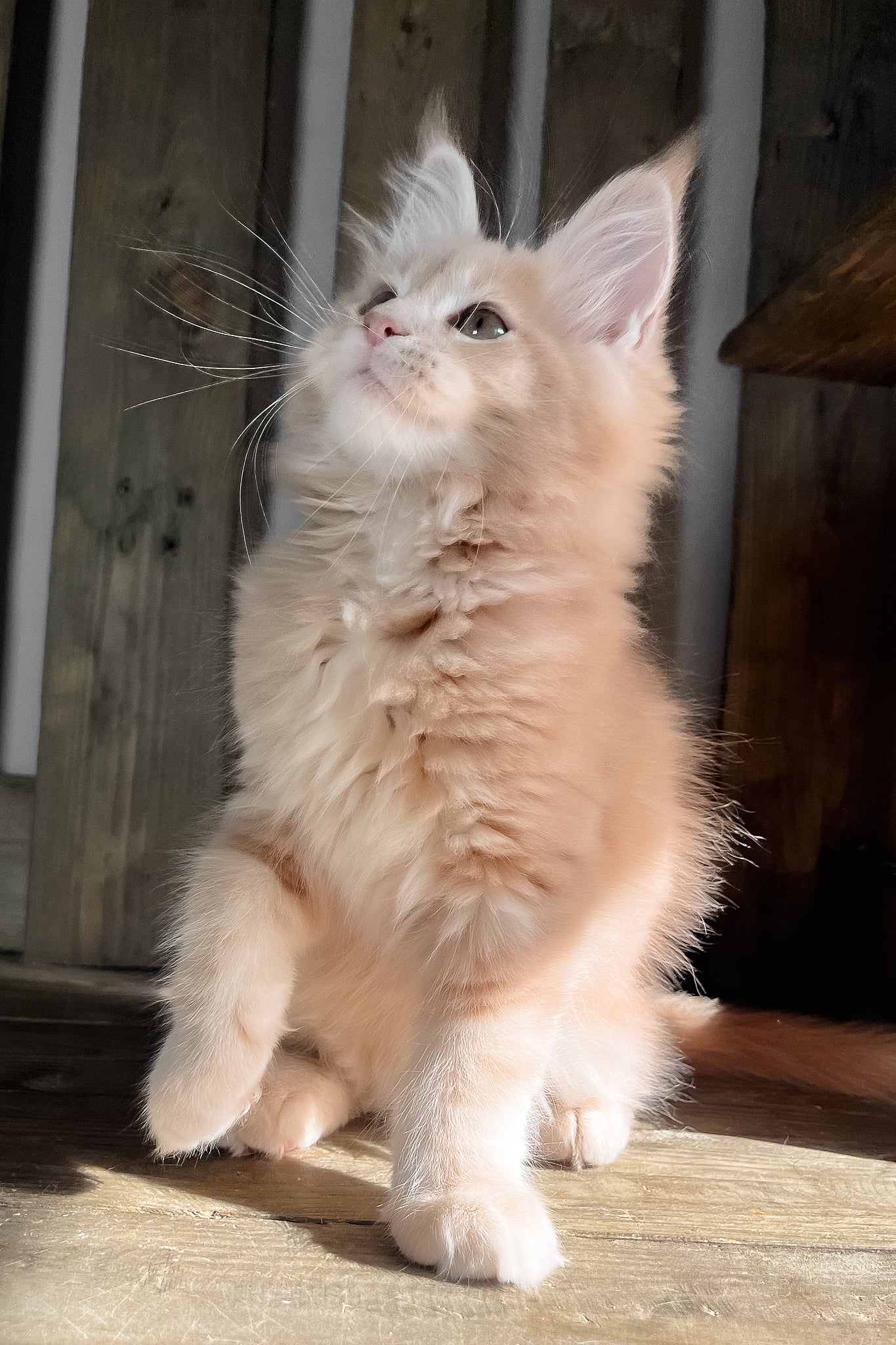 Nord | Maine Coon Kitten - Image 5