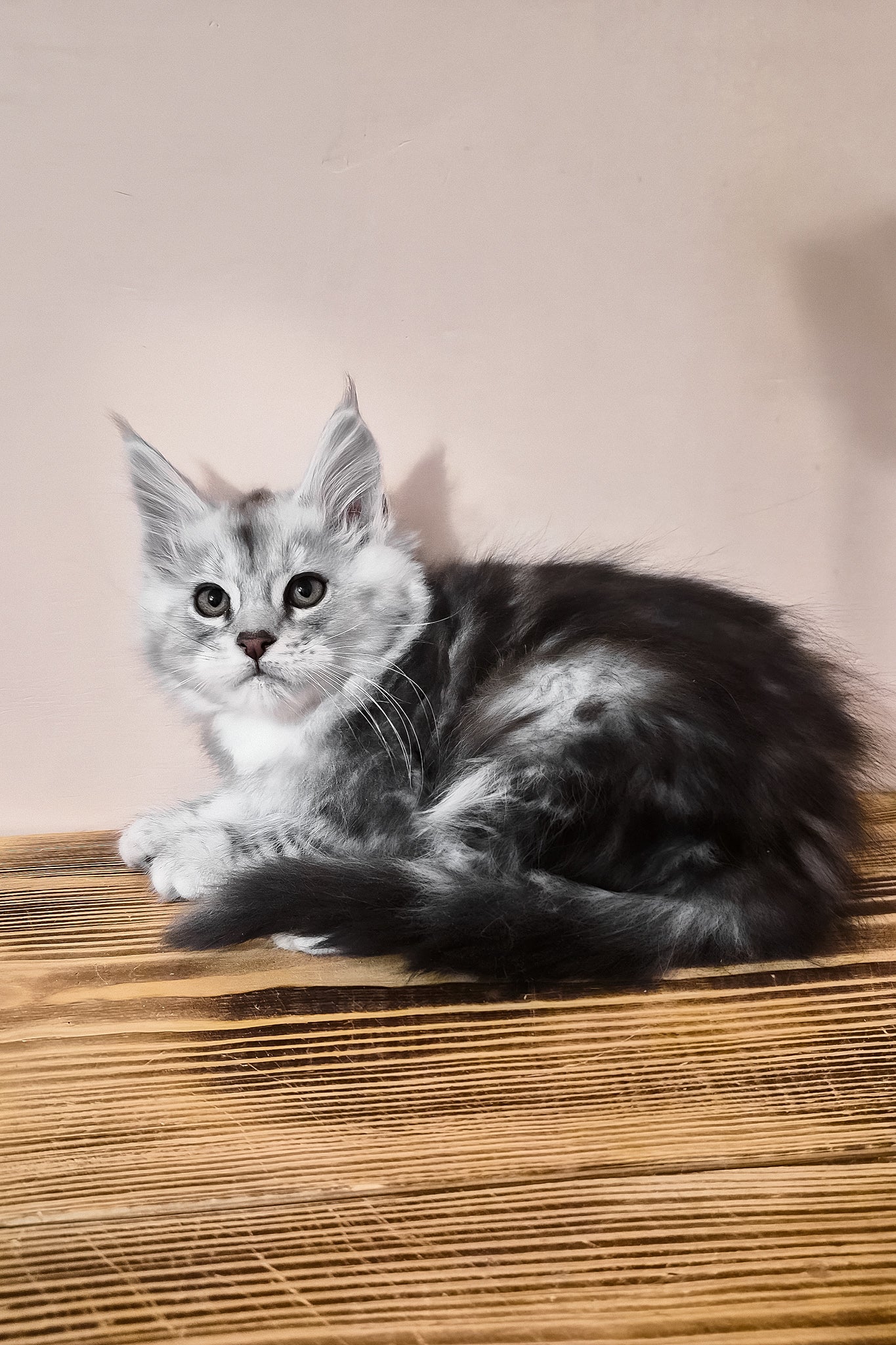 Nordin | Maine Coon Kitten - Image 3