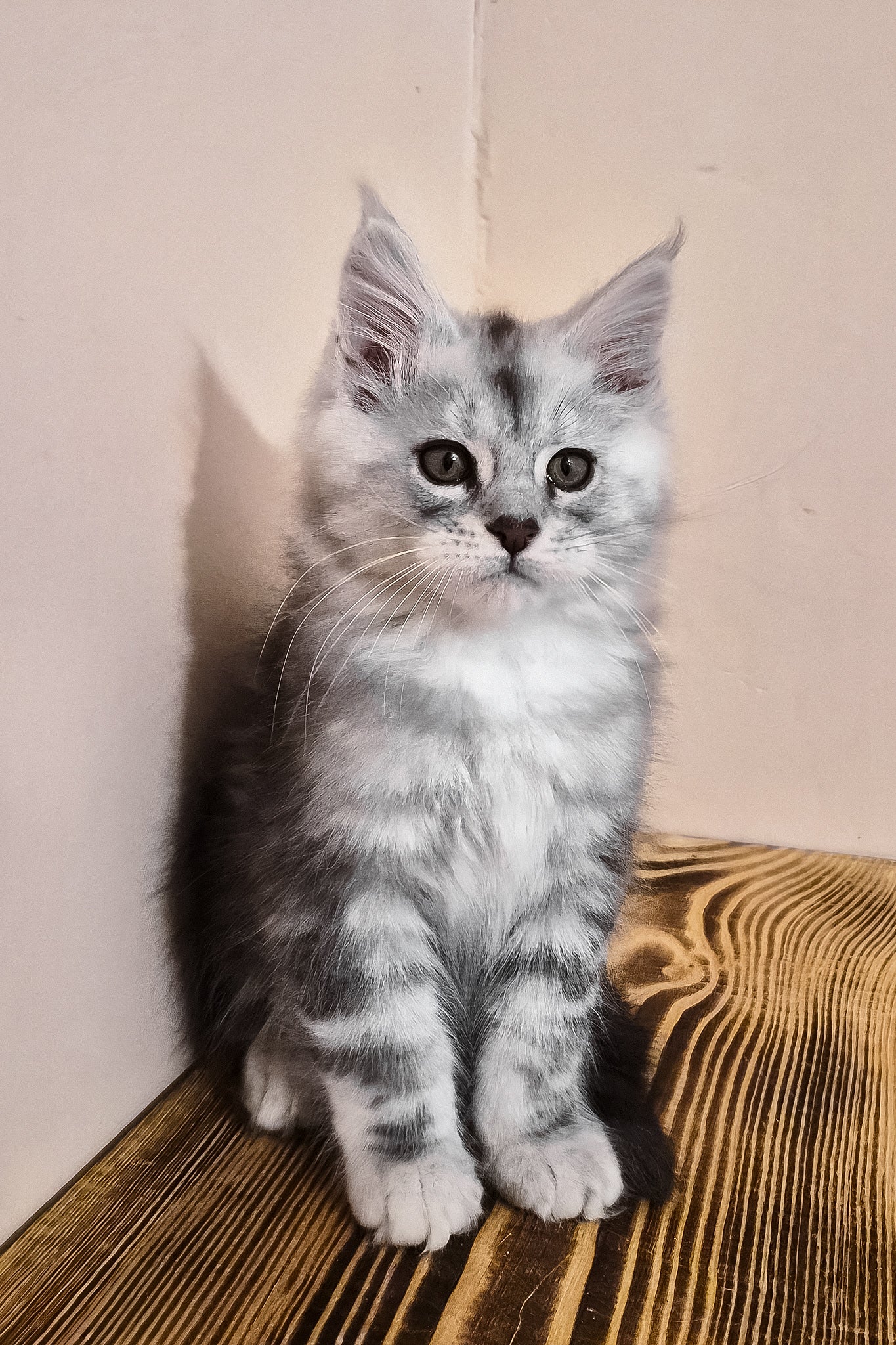 Nordin | Maine Coon Kitten - Image 4