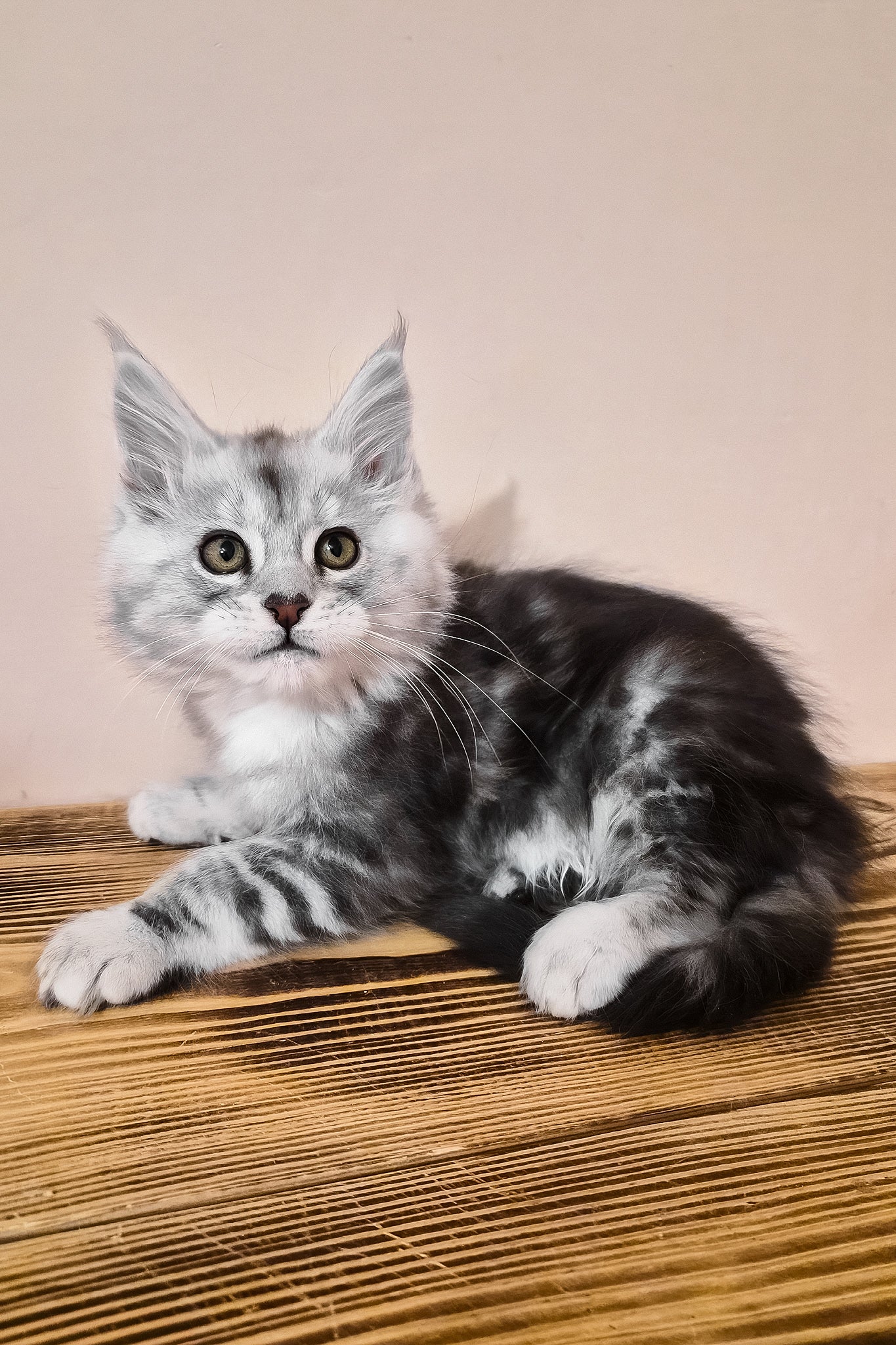 Nordin | Maine Coon Kitten - Image 6