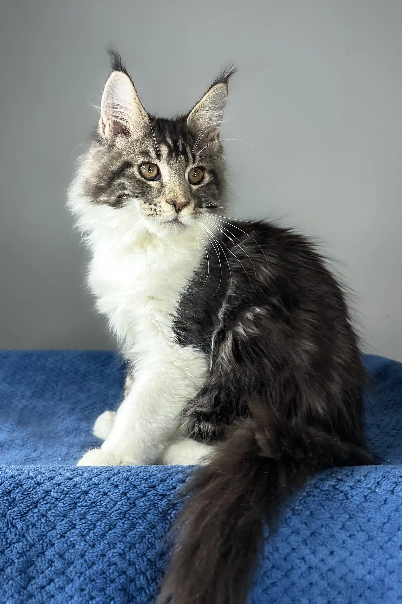 Odysseus | Maine Coon Kitten - Image 2