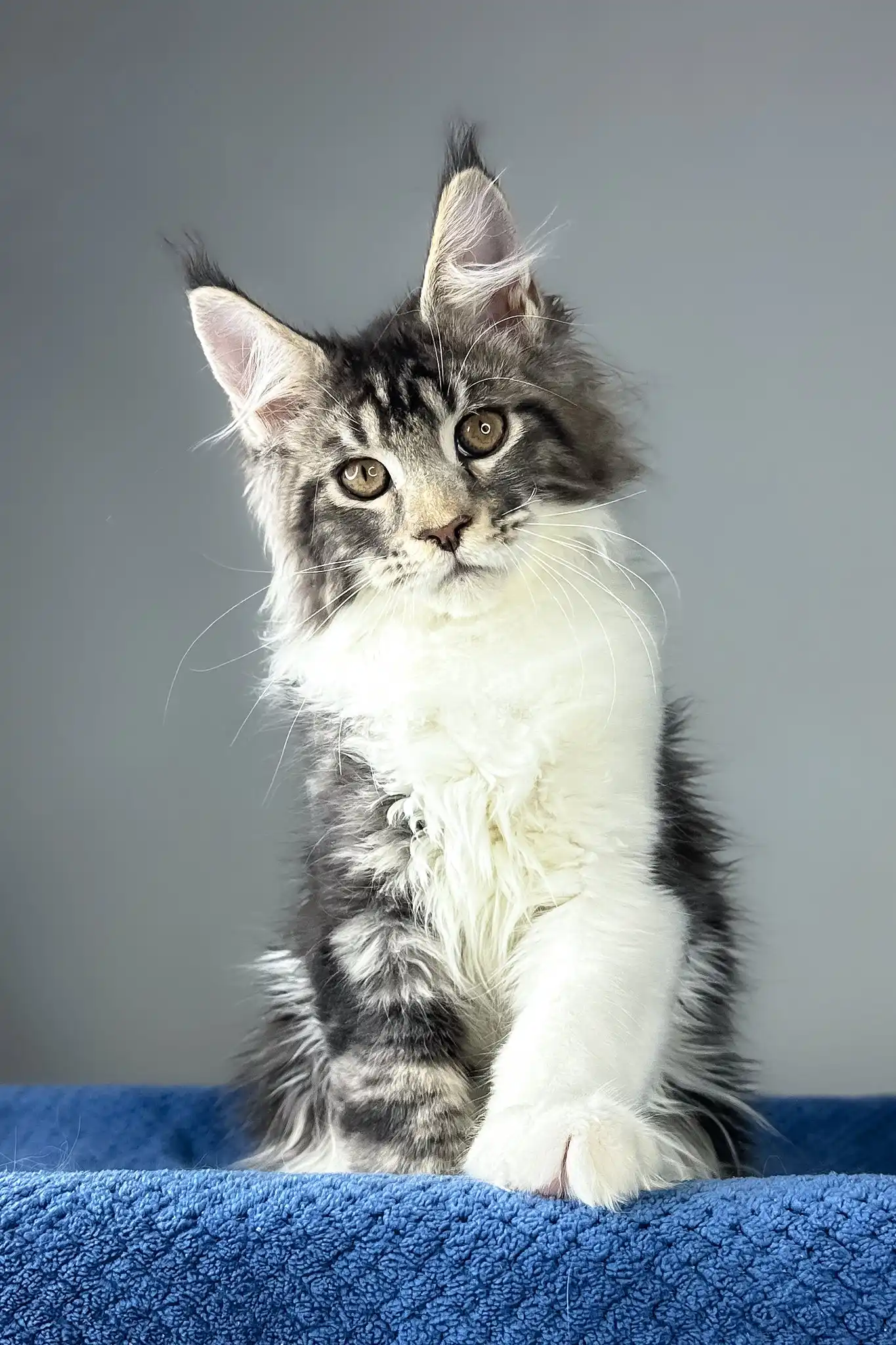 Odysseus | Maine Coon Kitten - Image 7