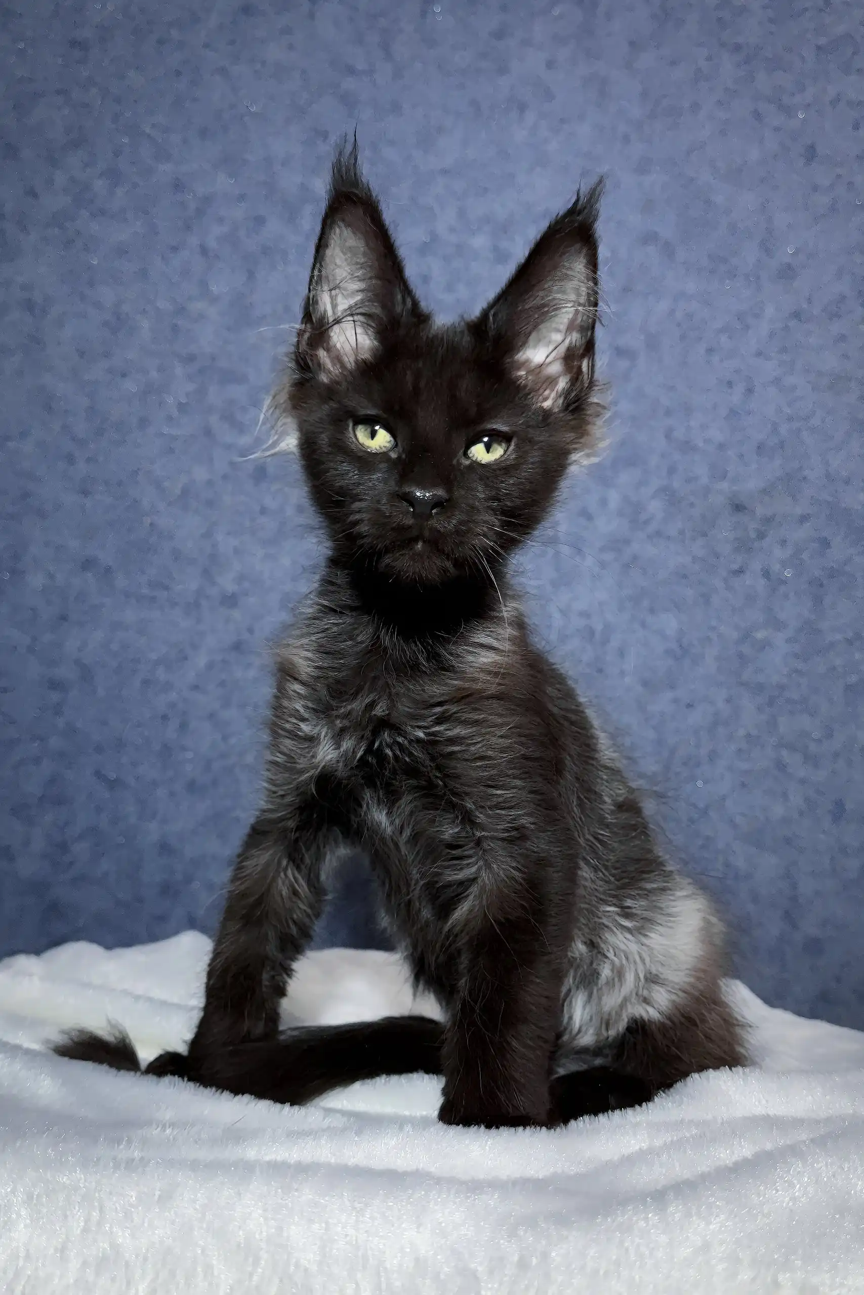 Oracle | Maine Coon Kitten - Image 2
