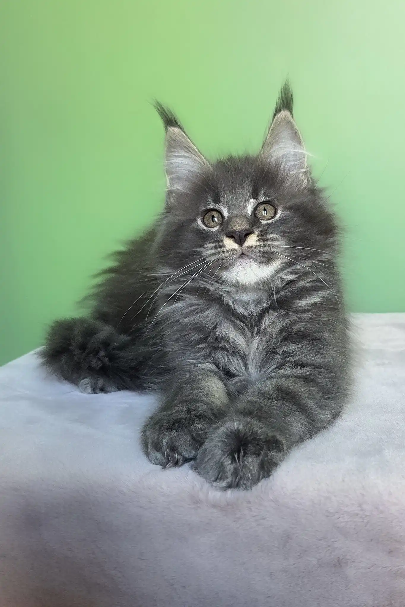 Oscar | Maine Coon Kitten - Image 9