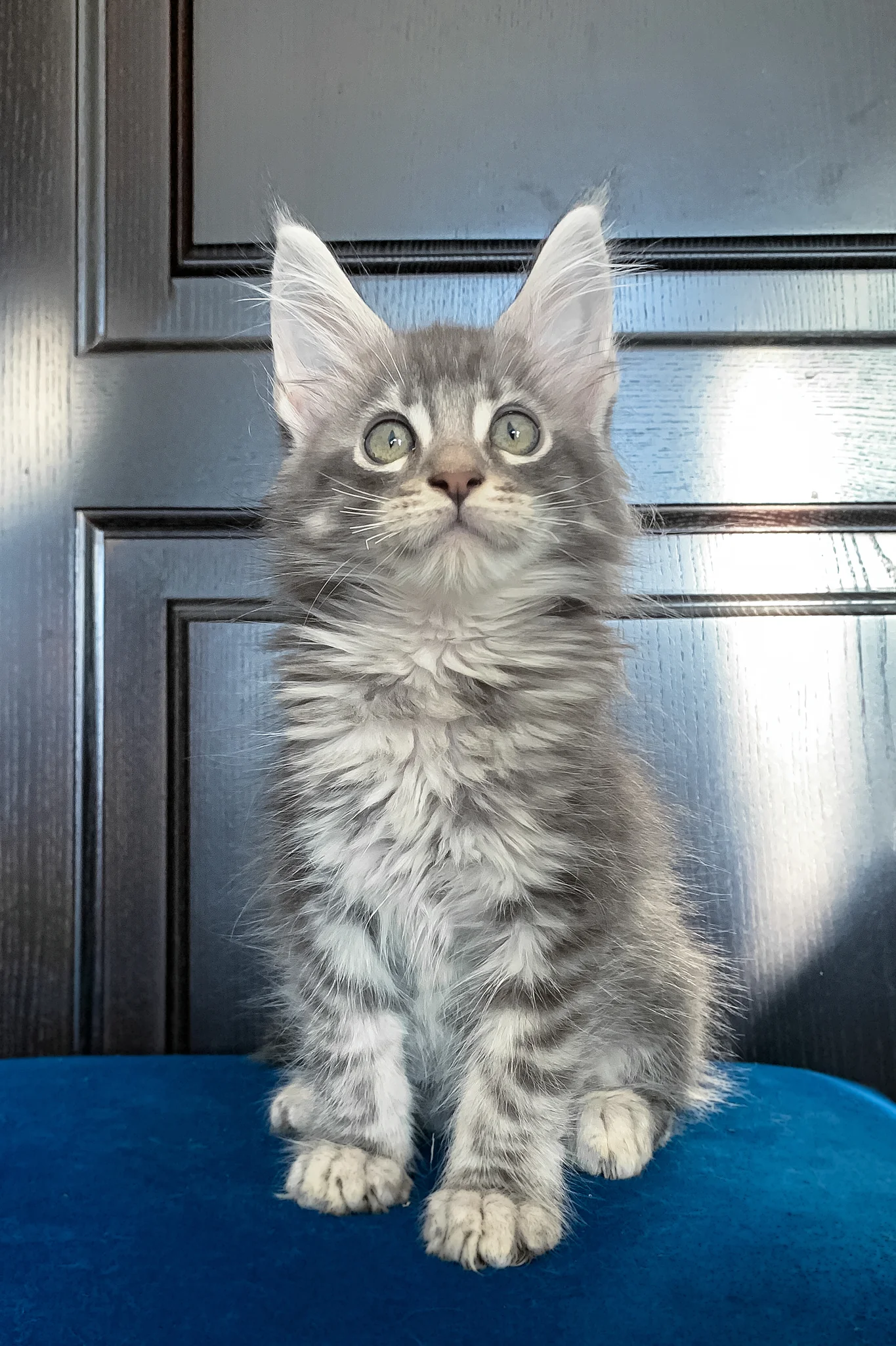 Osford | Maine Coon Kitten - Image 2