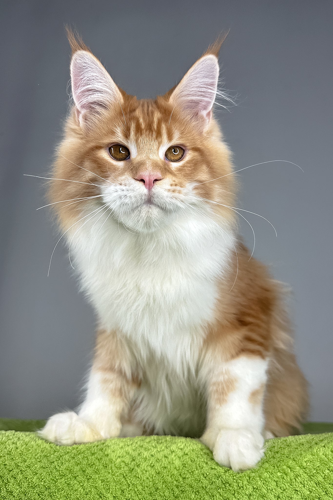 Otto | Maine Coon Kitten - Image 2