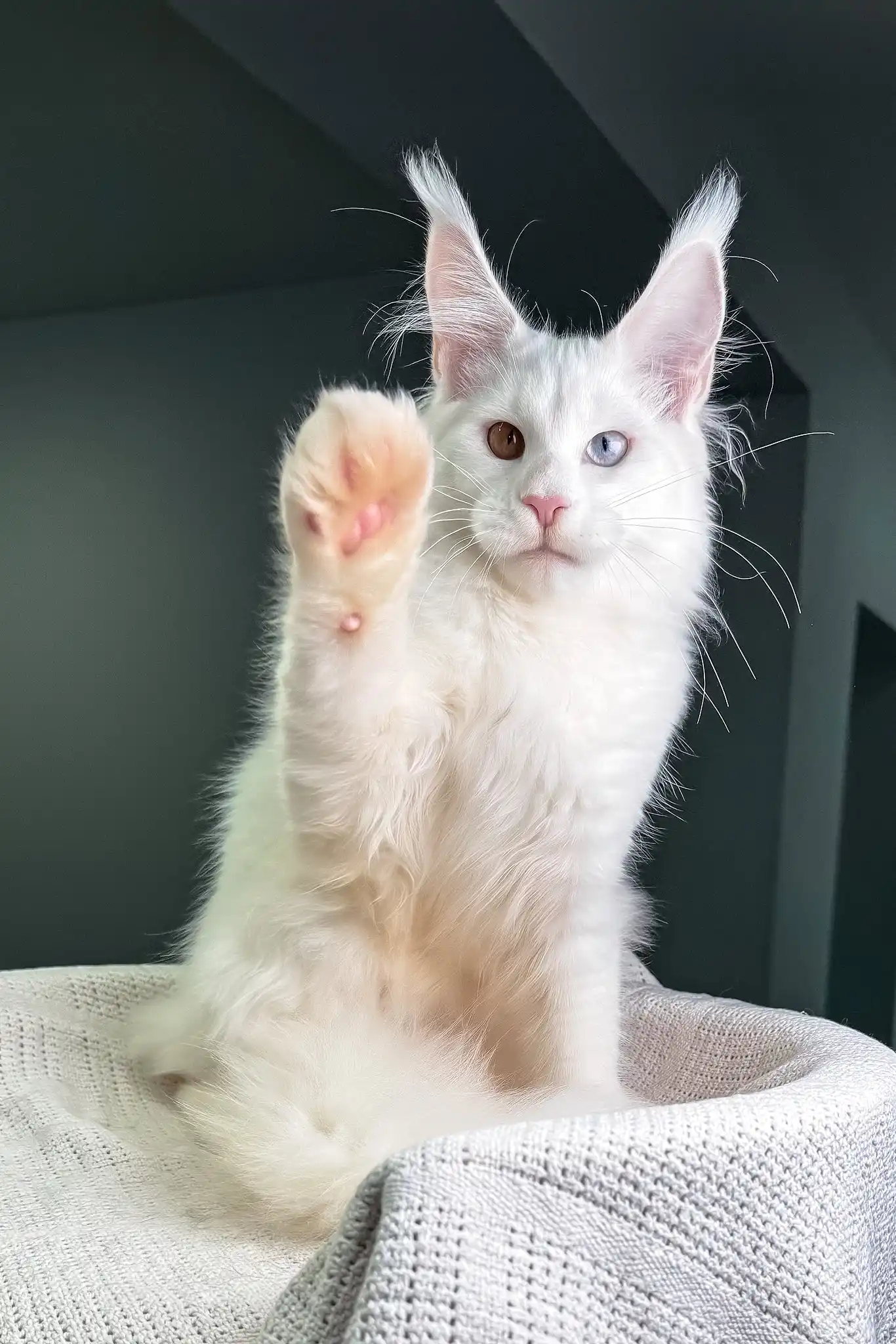 Oxford | Maine Coon Kitten - Image 3