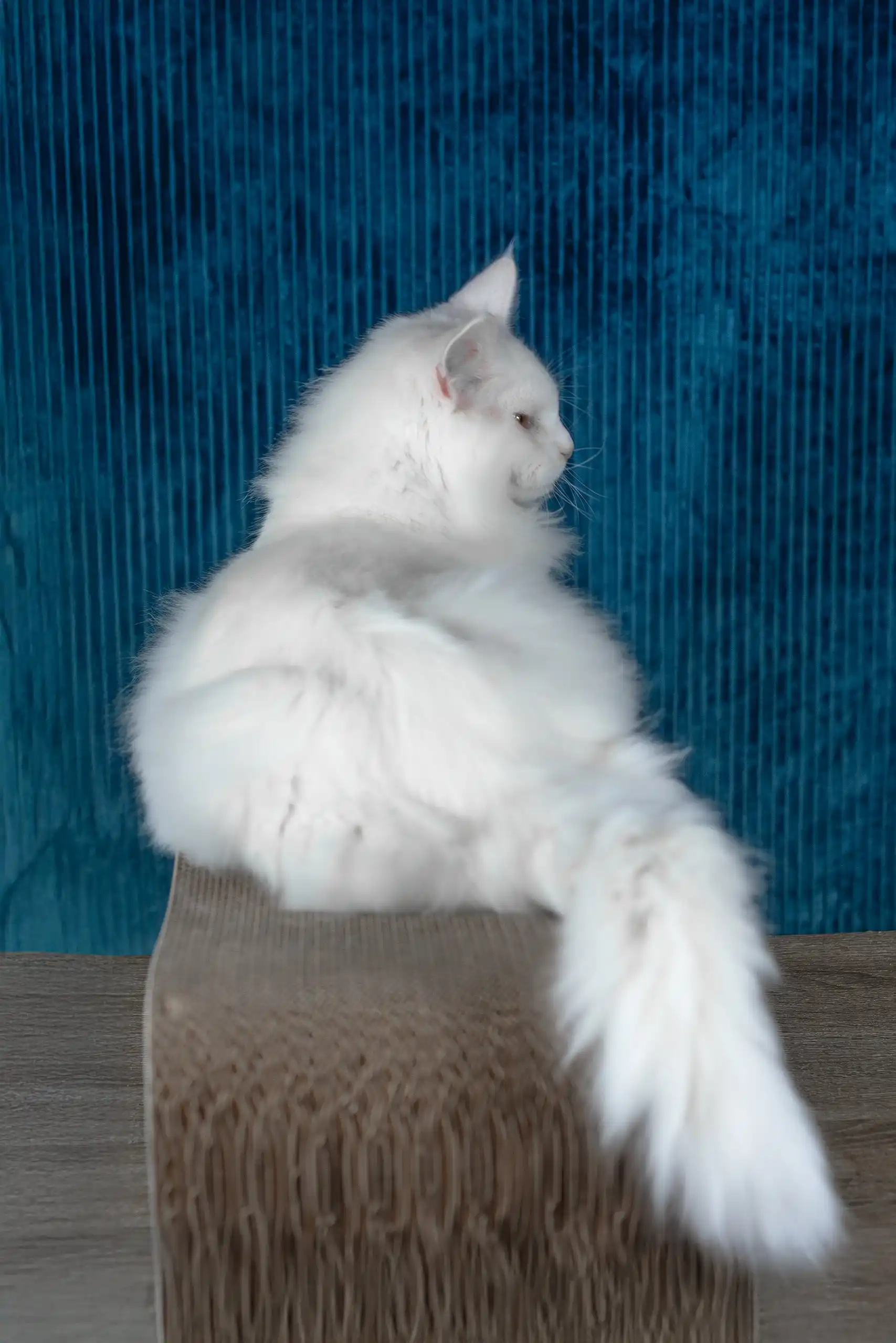 Pascal | Maine Coon Kitten - Image 7