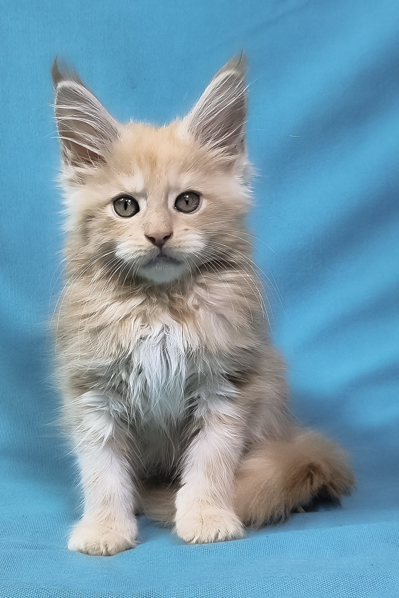 Patric | Maine Coon Kitten - Image 2