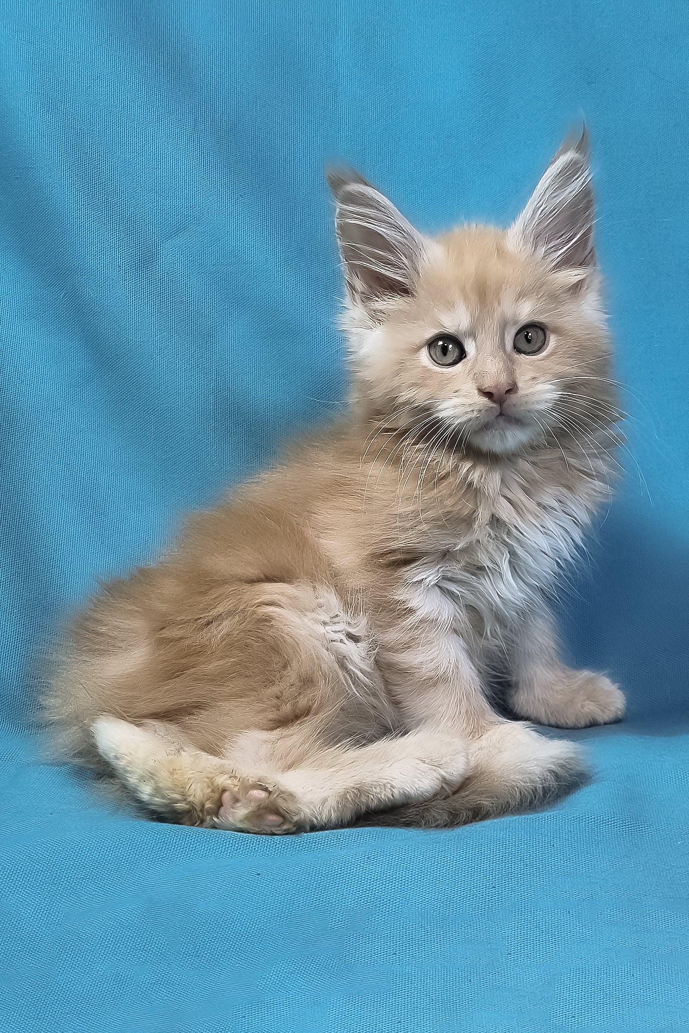 Patric | Maine Coon Kitten - Image 5