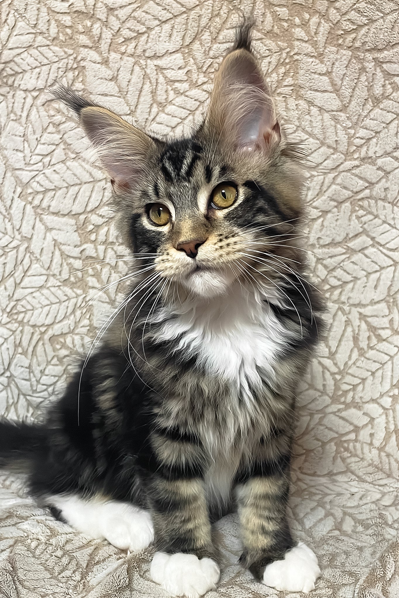 Patrick | Maine Coon Kitten - Image 3