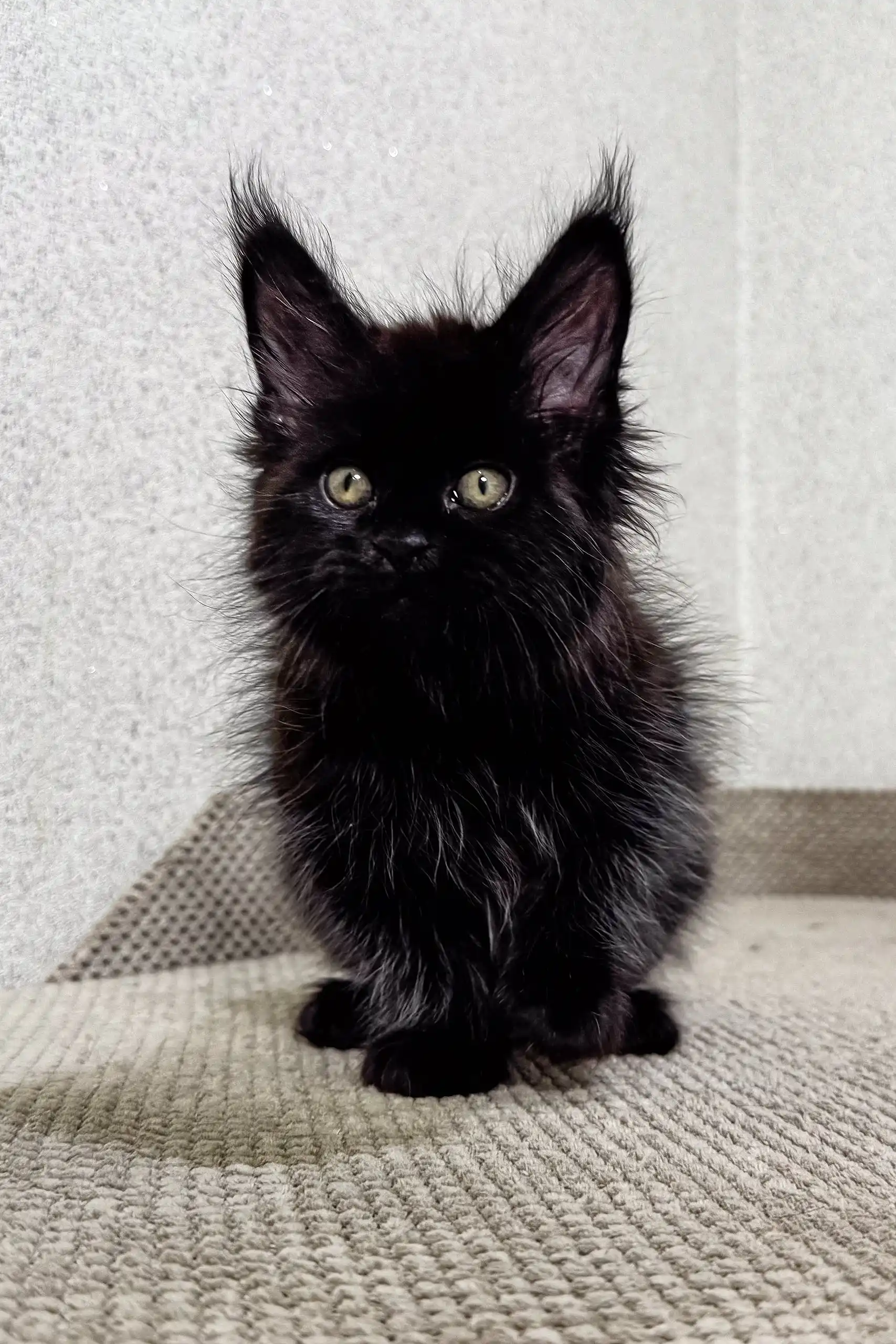 Peter | Maine Coon Kitten - Image 2