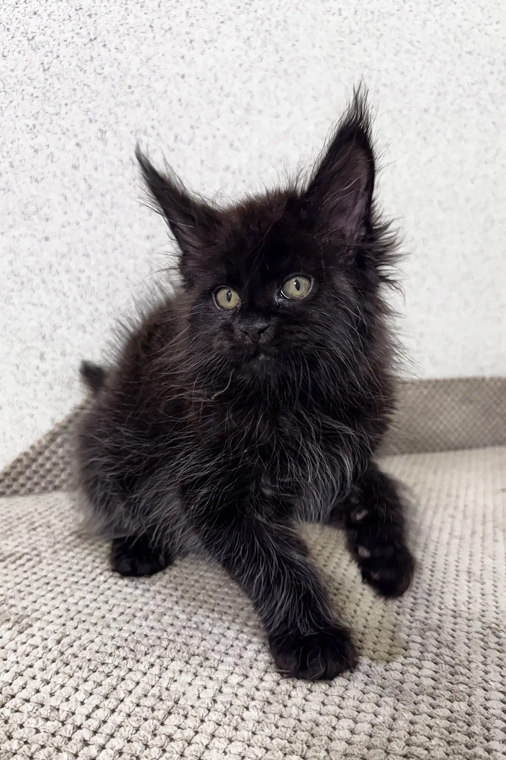 Peter | Maine Coon Kitten - Image 5