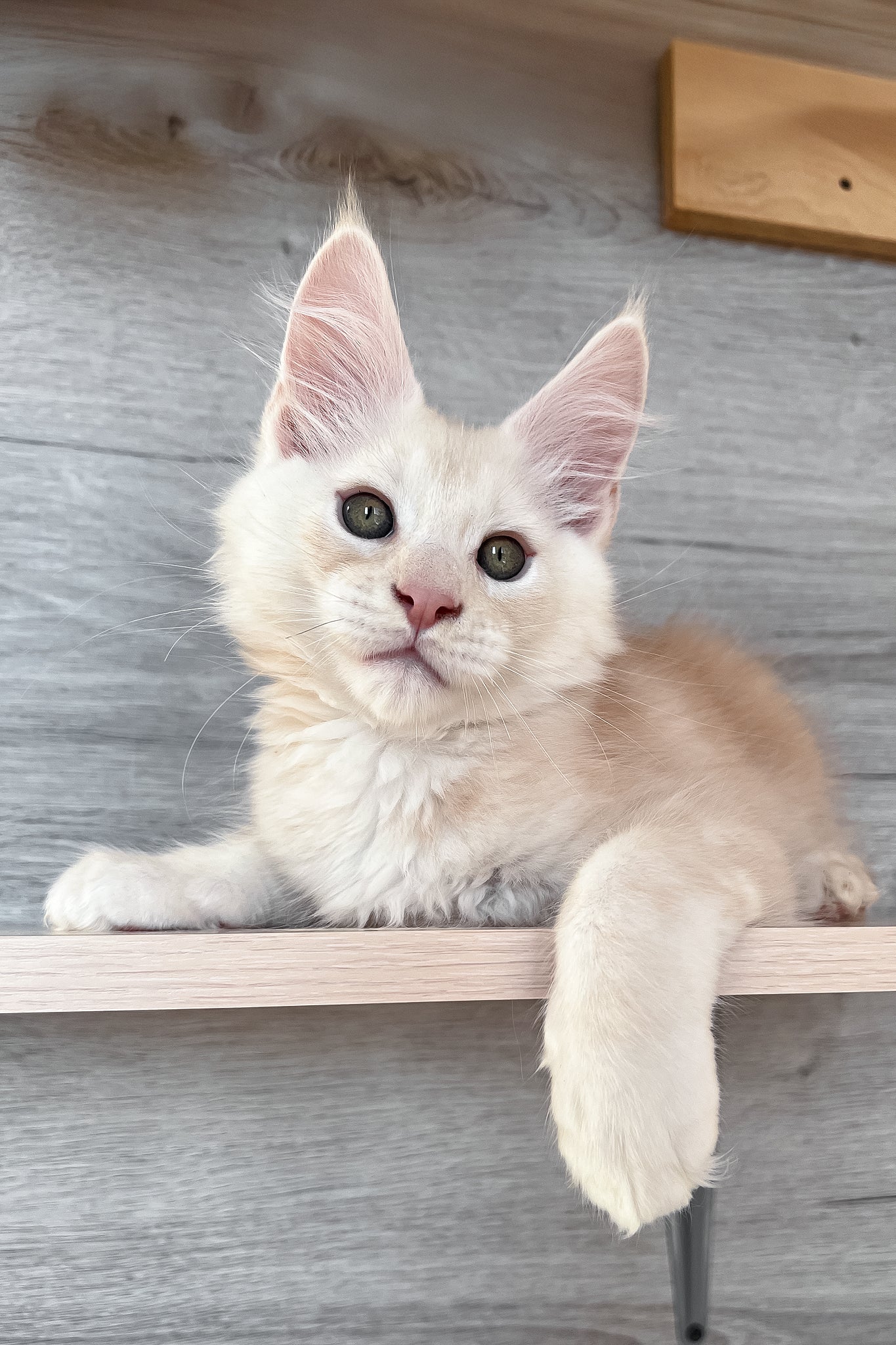 Peter | Maine Coon Kitten - Image 6