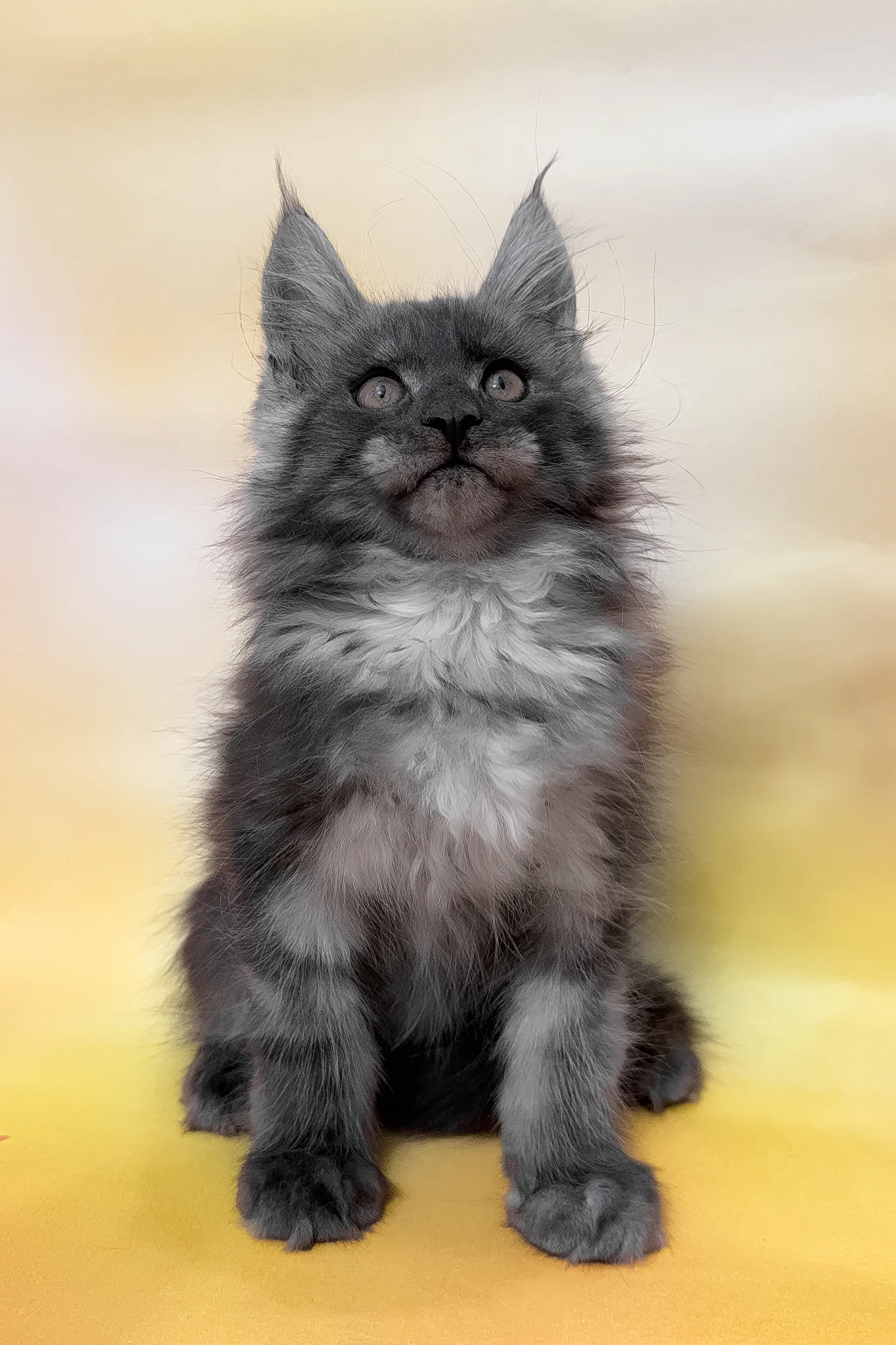 Phantom | Maine Coon Kitten - Image 3
