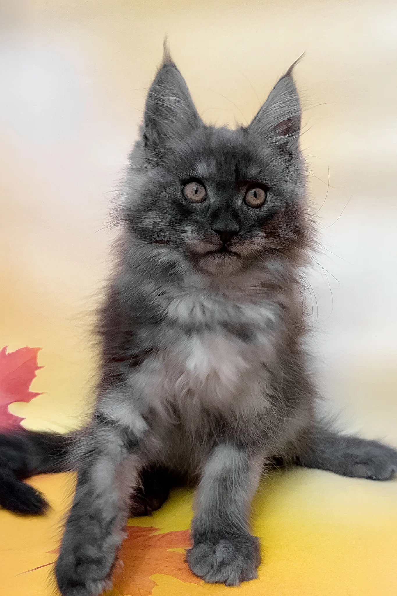 Phantom | Maine Coon Kitten - Image 4