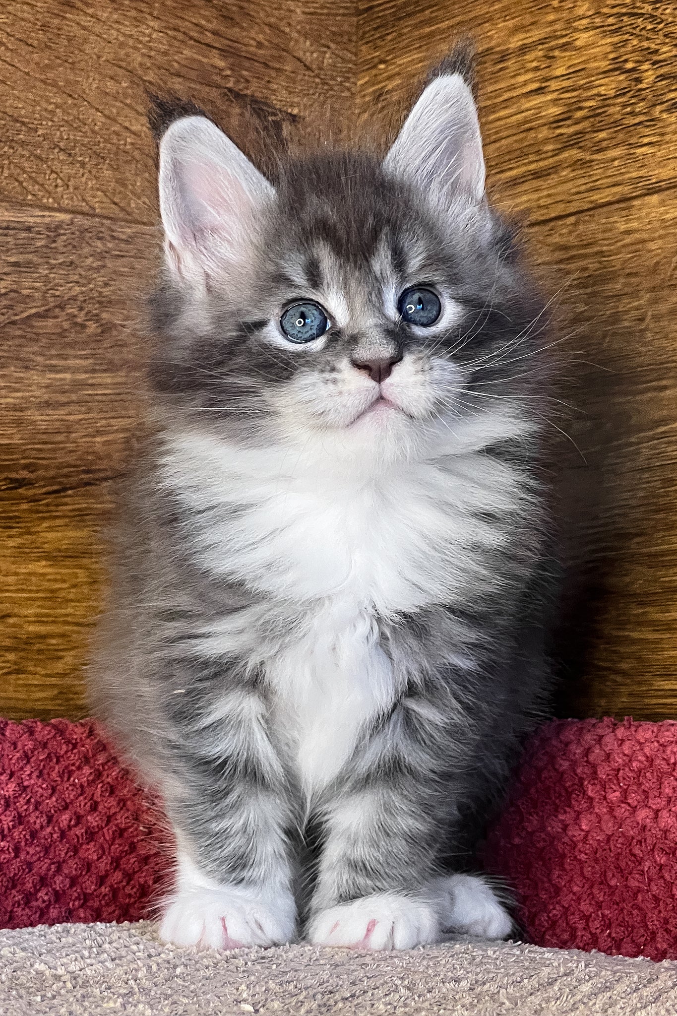 Phoenix | Maine Coon Kitten - Image 2