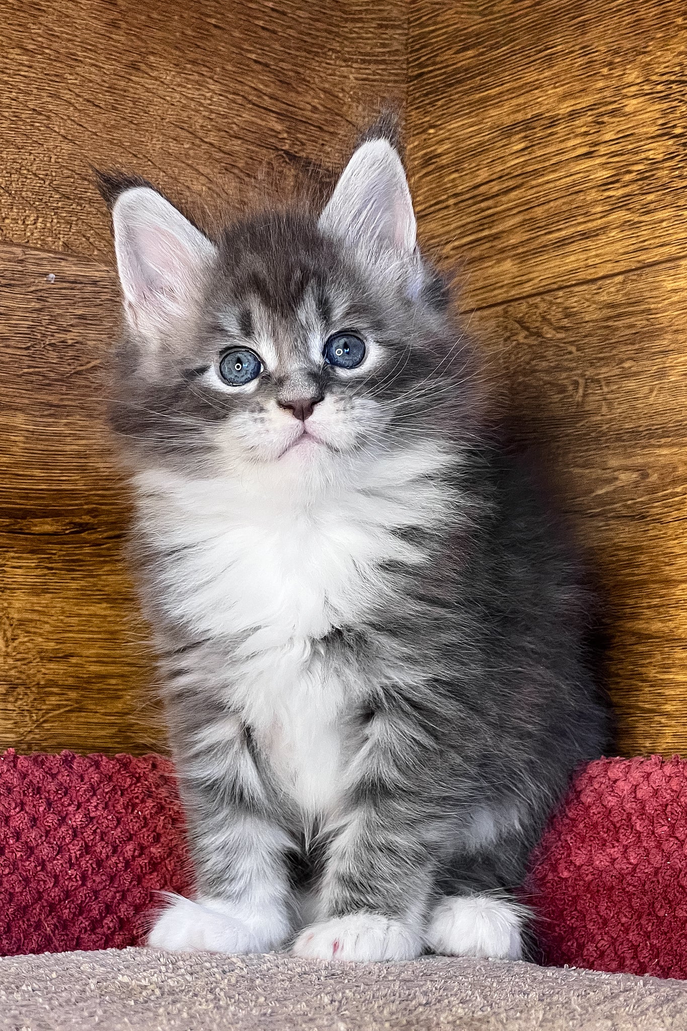 Phoenix | Maine Coon Kitten - Image 3