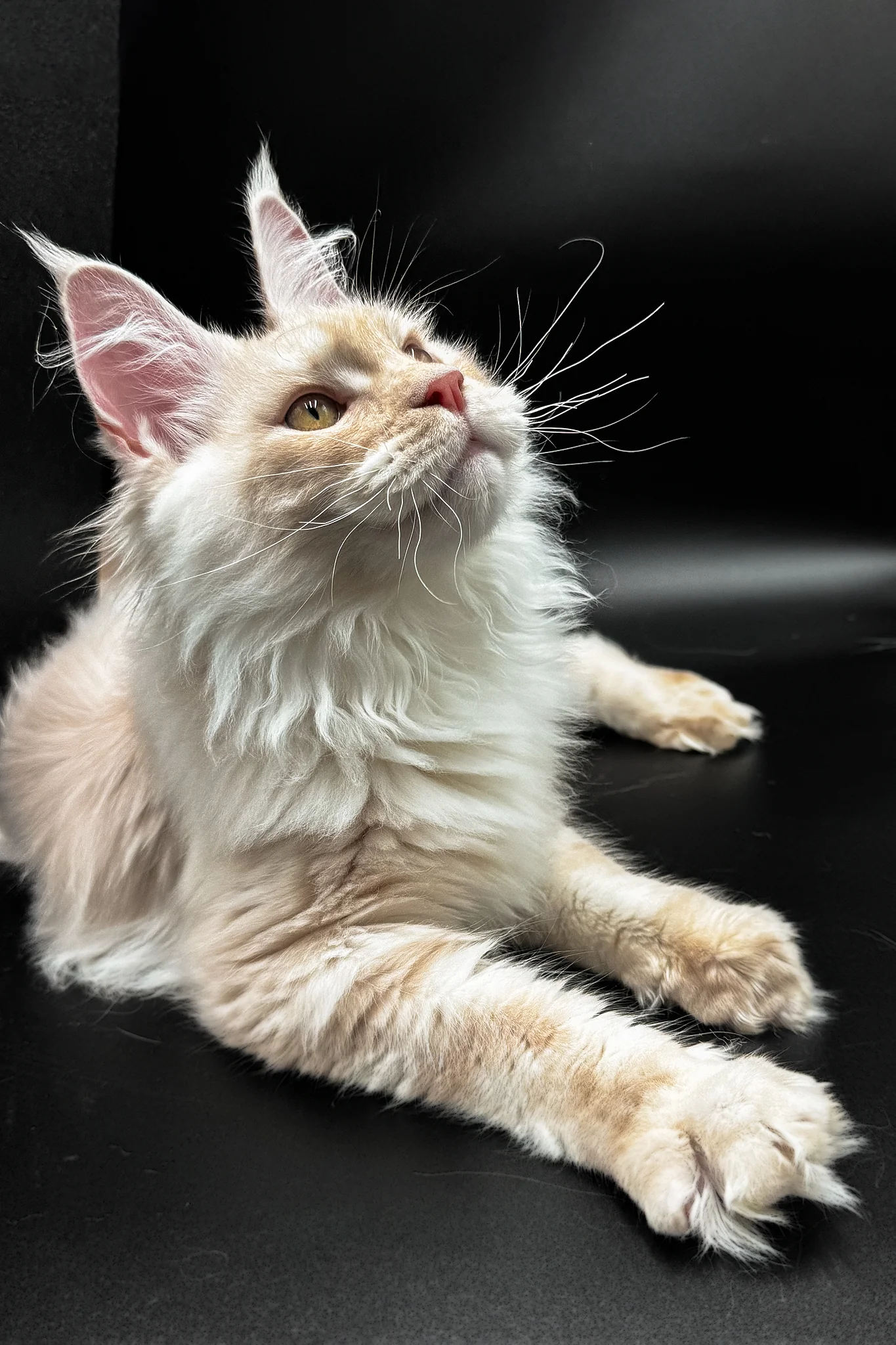 Pierre | Maine Coon Kitten - Image 4