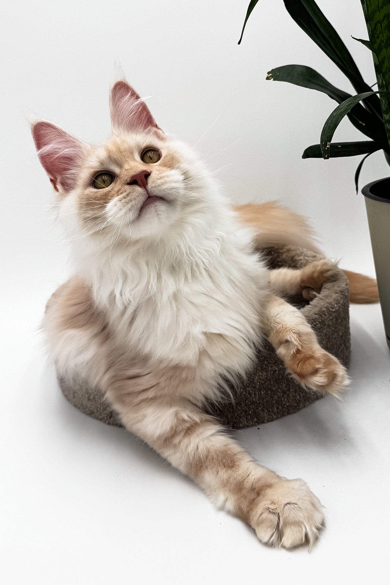 Pierre | Maine Coon Kitten - Image 9